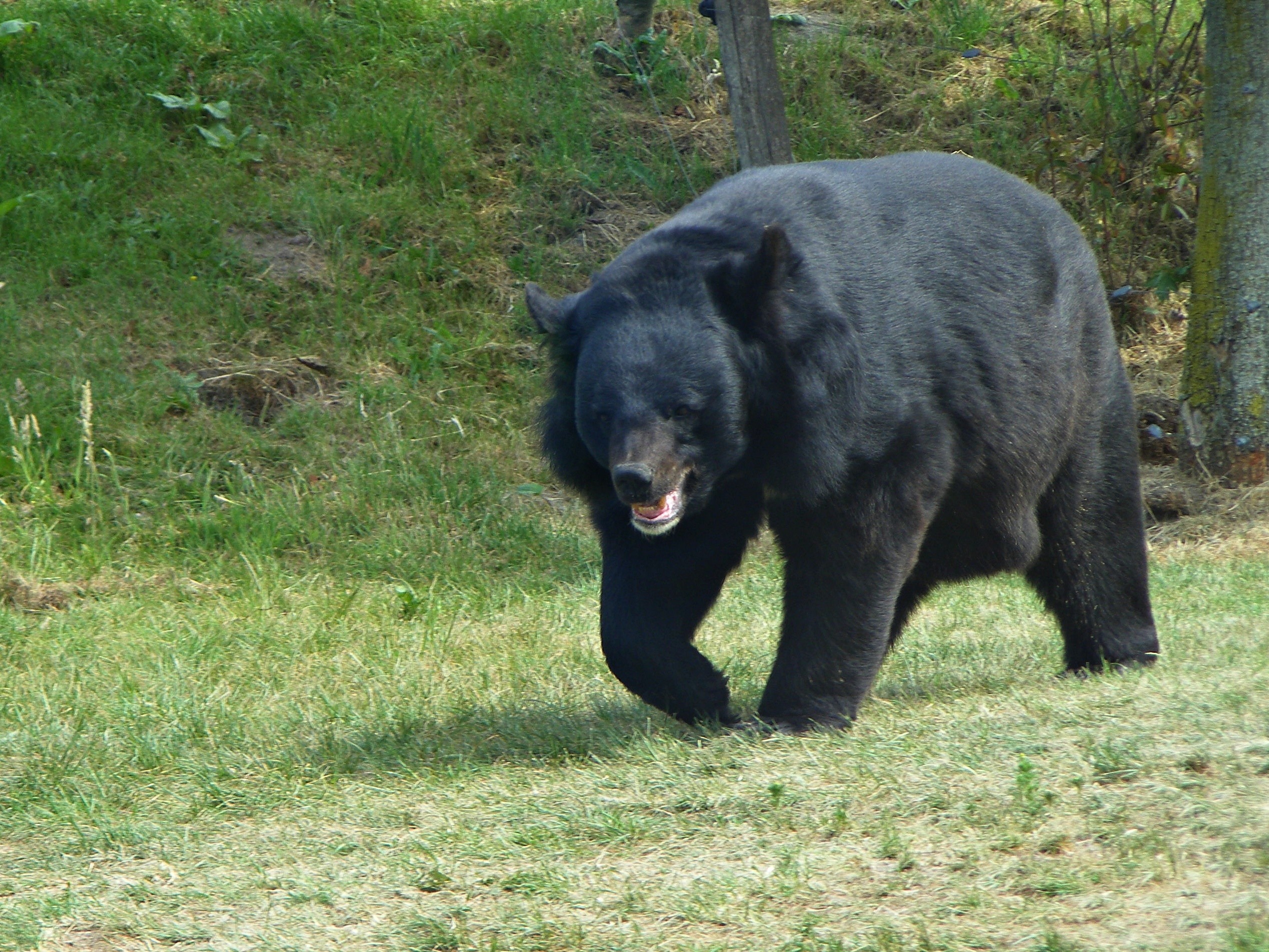 2537x1903 ... Asian Black Bear