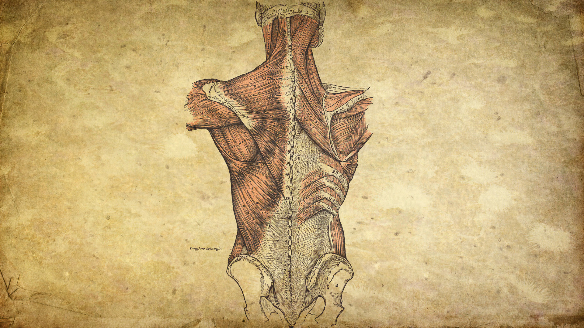 Anatomy Wallpaper HD.