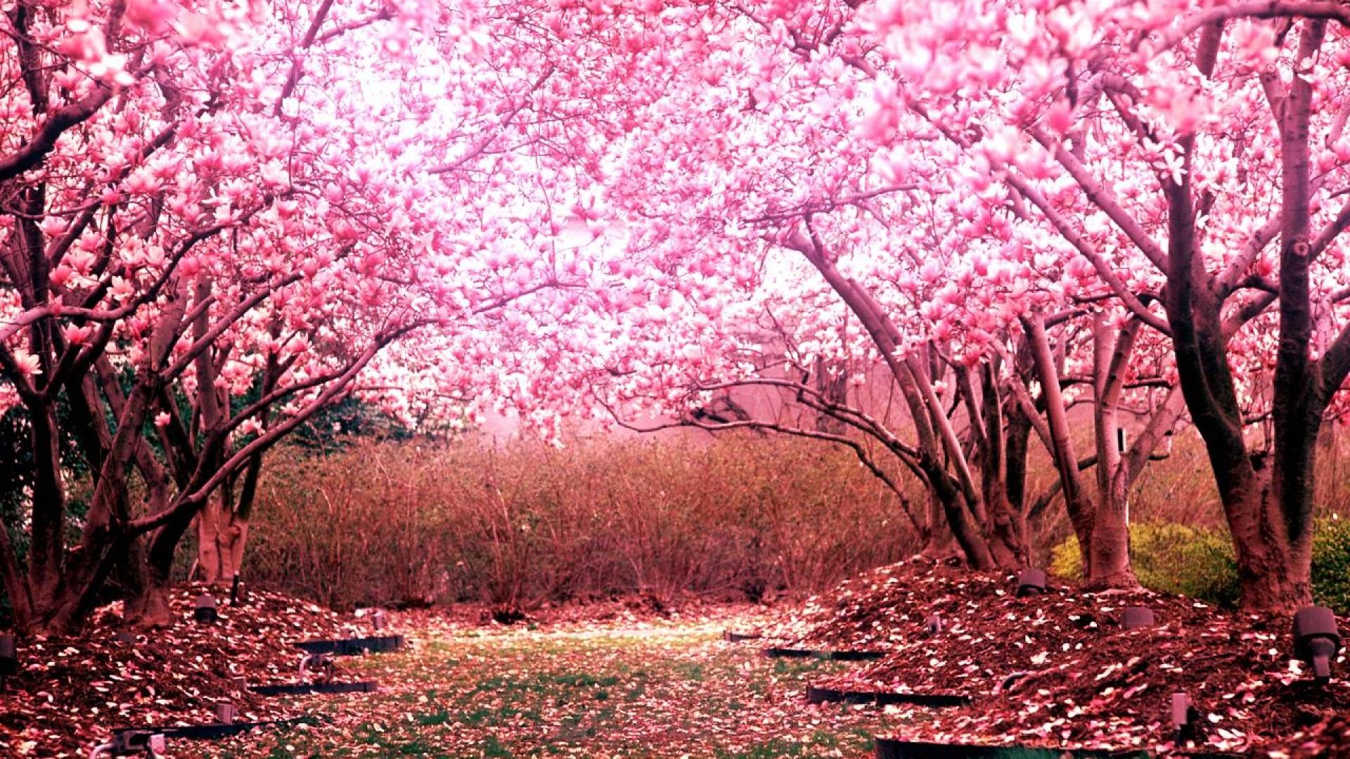 1920x1080 Awesome cherry blossom park hd 1080p wallpapers.