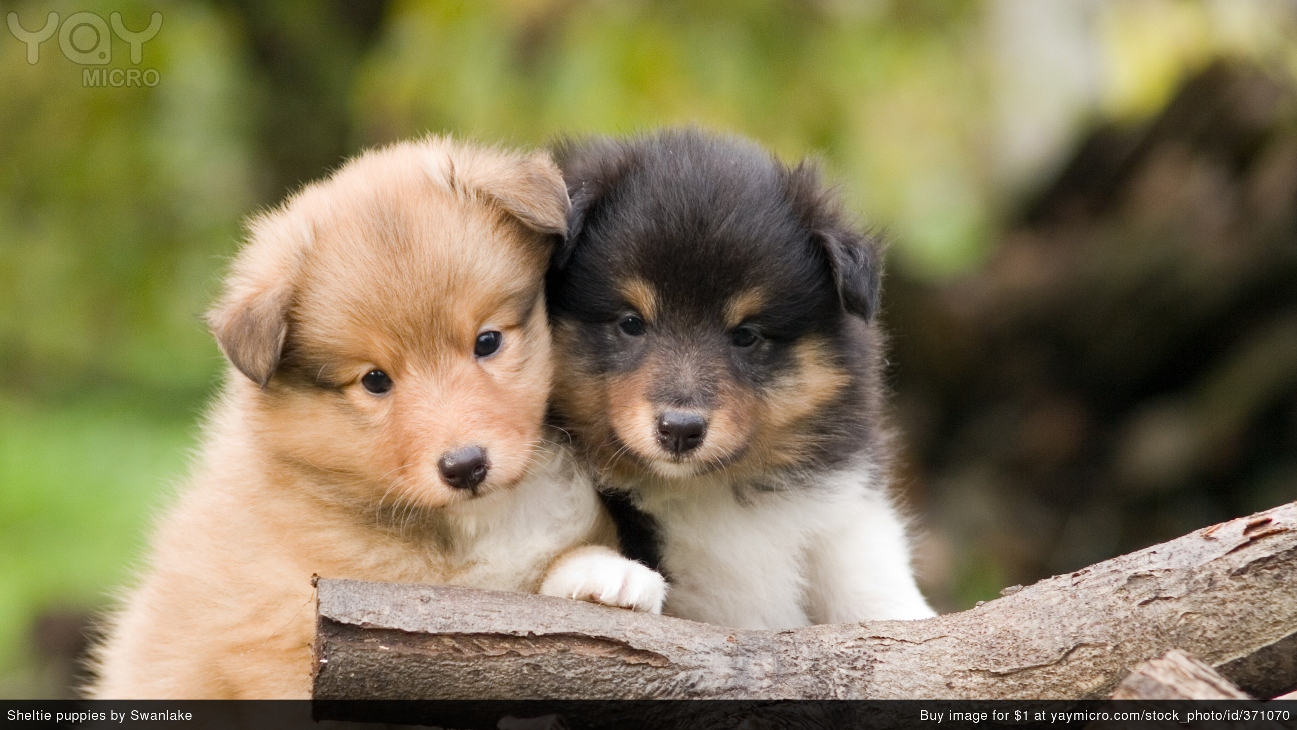 2560x1440 Beautiful Cute Puppies Wallpapers Phone Background Animal Cute .