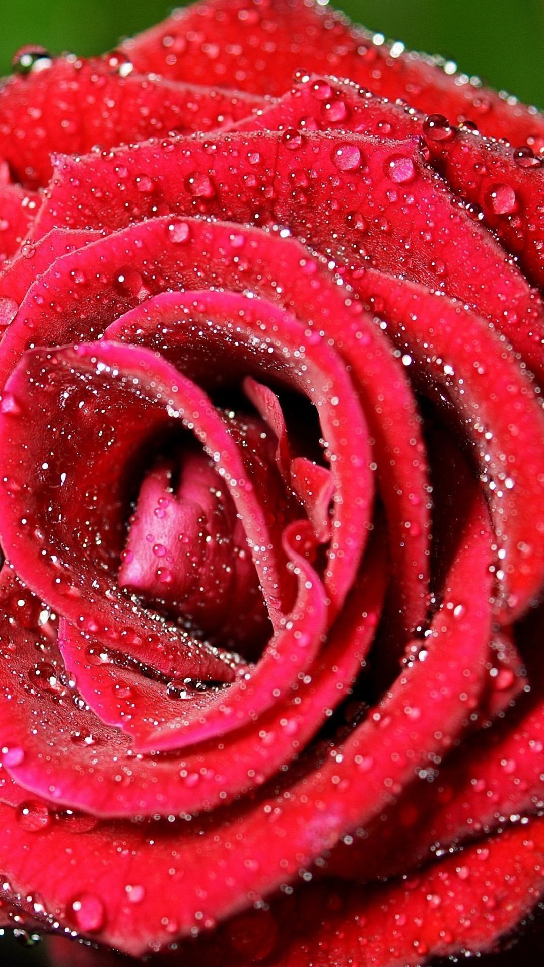 1080x1920 beautiful red rose drops iphone 6 wallpapers HD