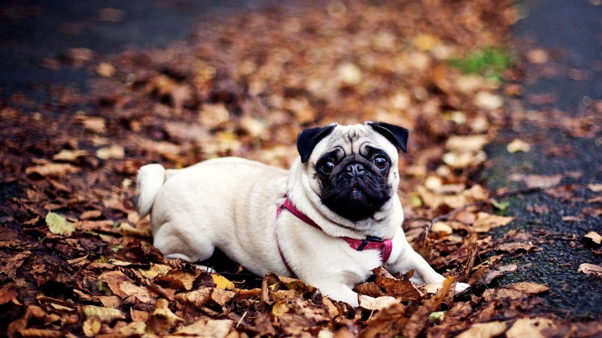 1920x1080 Pug Dog Wallpapers | Pug Dog Pictures Free Download | Cool Wallpapers