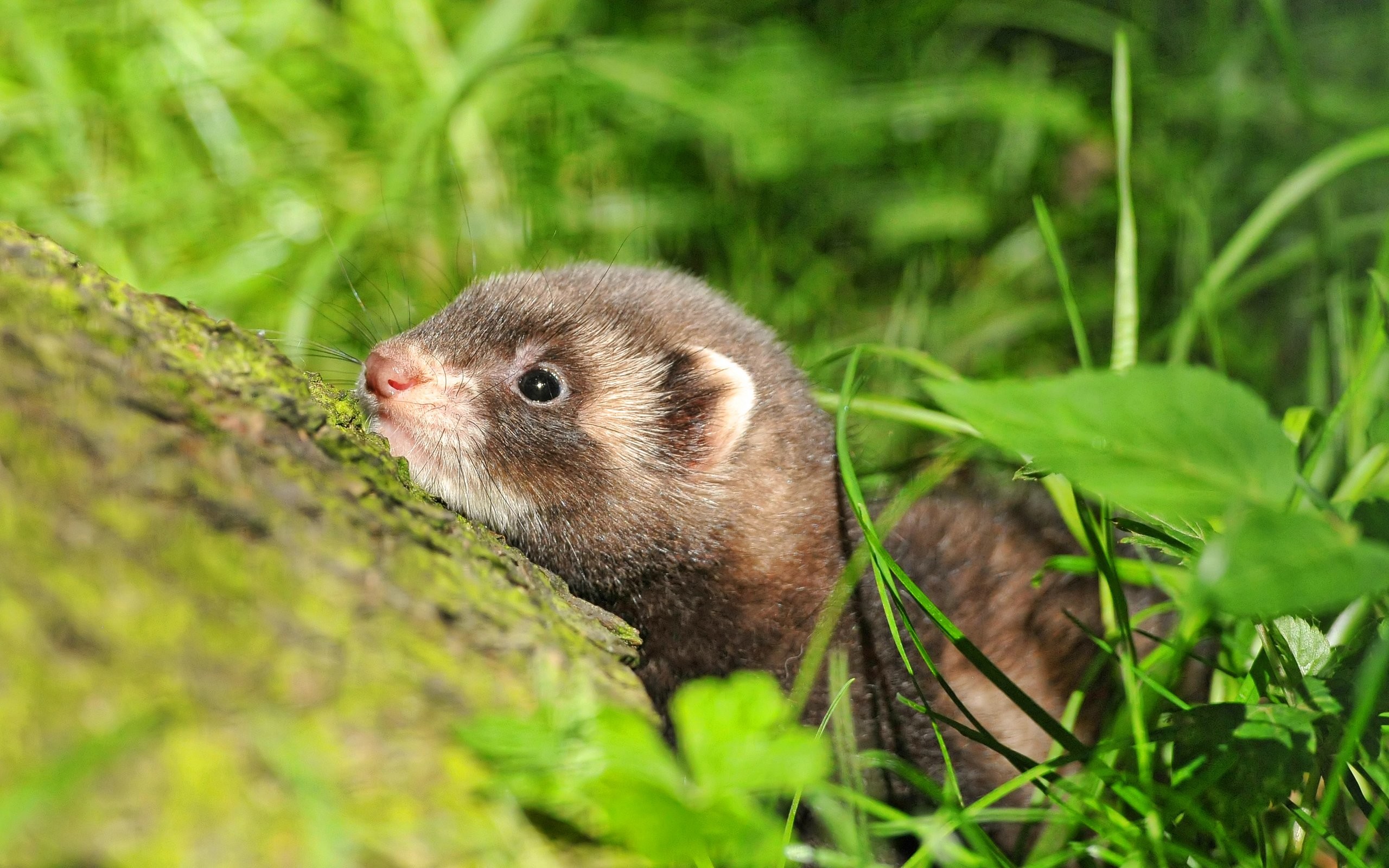 2560x1600 Ferrets are affectionate, playful and intelligent animals. They easily  respond to training but their mind is more practical: the ferret would  never do ...