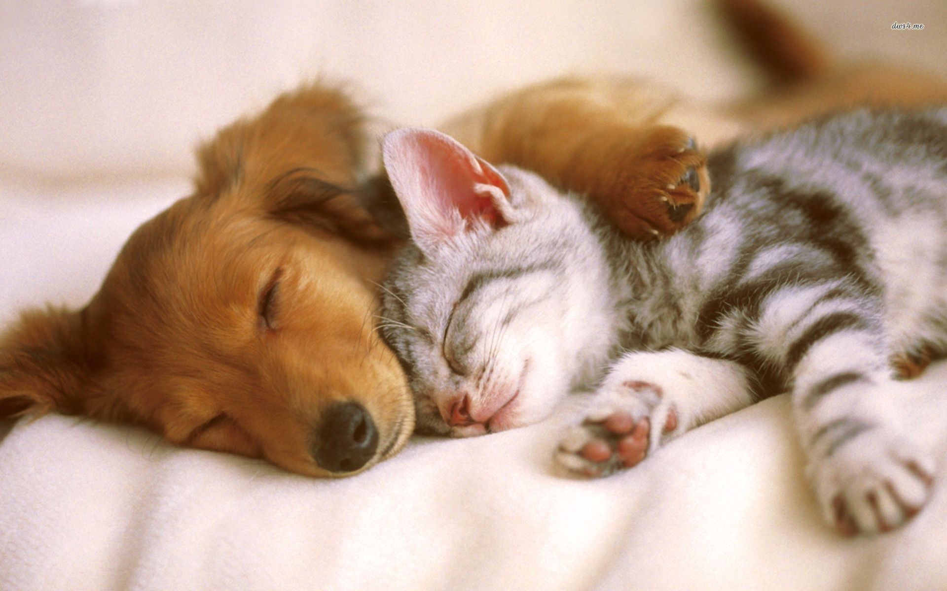1920x1200 Cute Baby Puppies and Kittens Sleeping id: 4186 - 7HDWallpapers