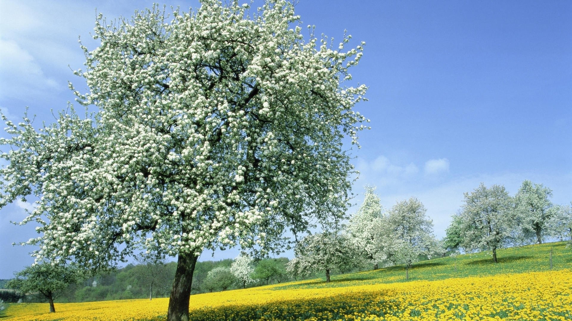 1920x1080 Erde/Natur - Meadow Erde/Natur FrÃ¼hling Baum BlÃ¼te Yellow Flower Feld White  Flower