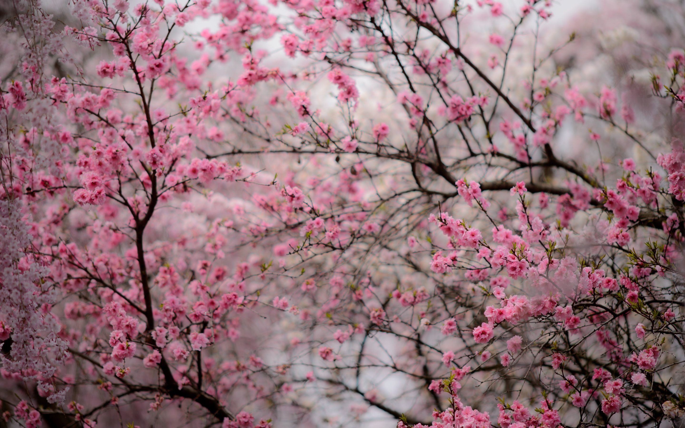 Cherry Blossom Desktop Wallpaper (80+ images)