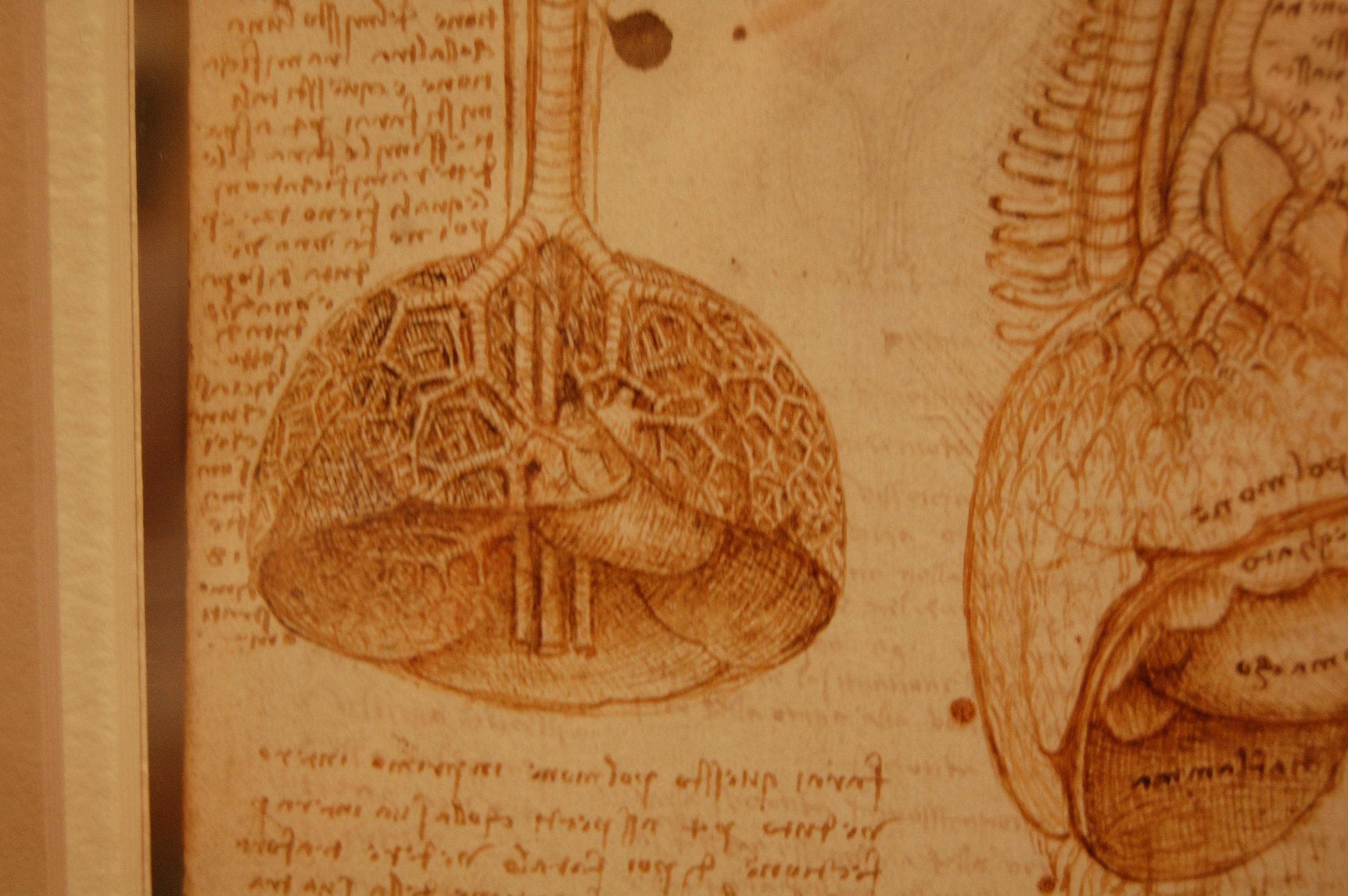 3008x2000 Da Vinci's Anatomical Drawings by roony-of-the-wood on .