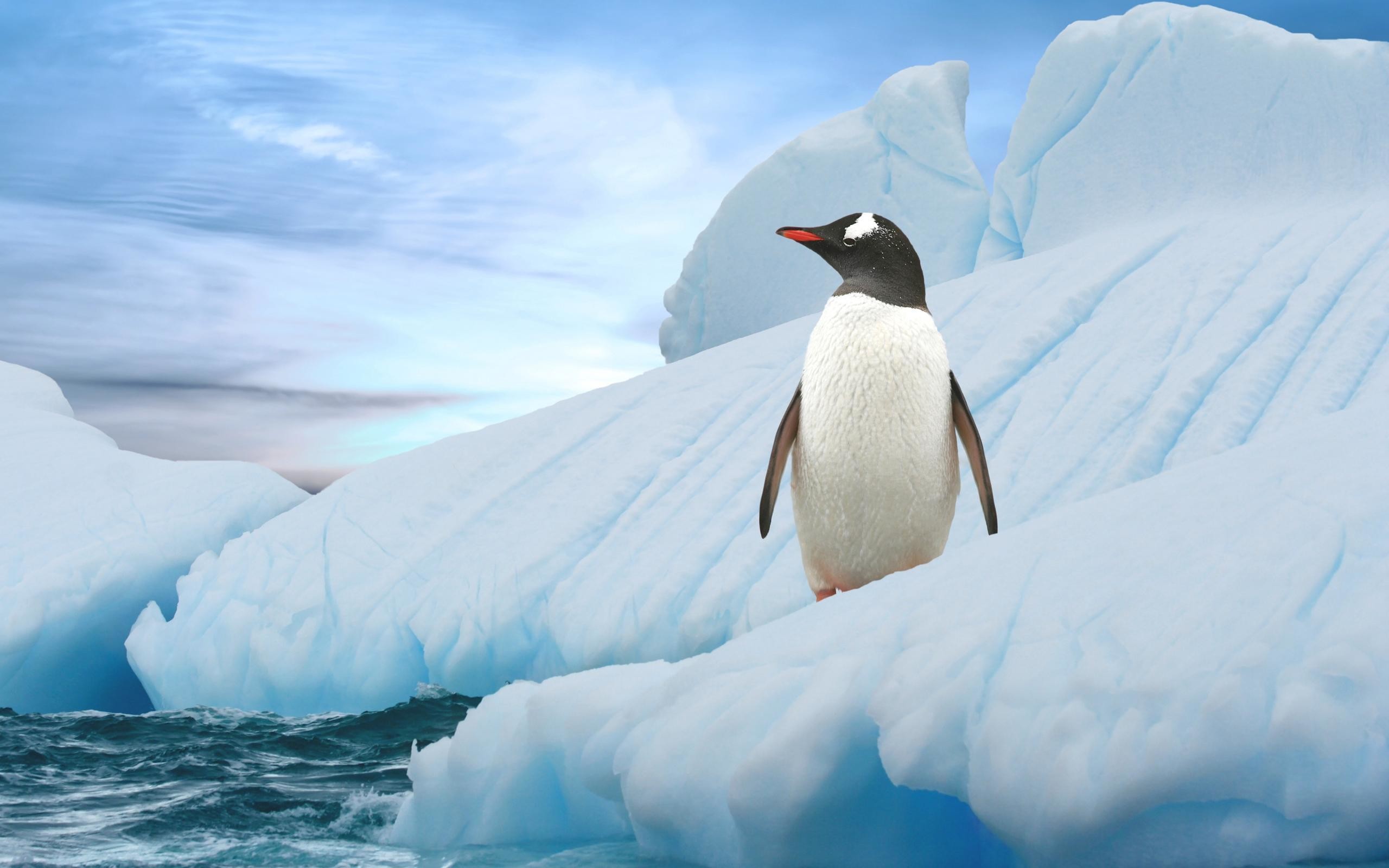 2560x1600 Cute Penguin On The Ice