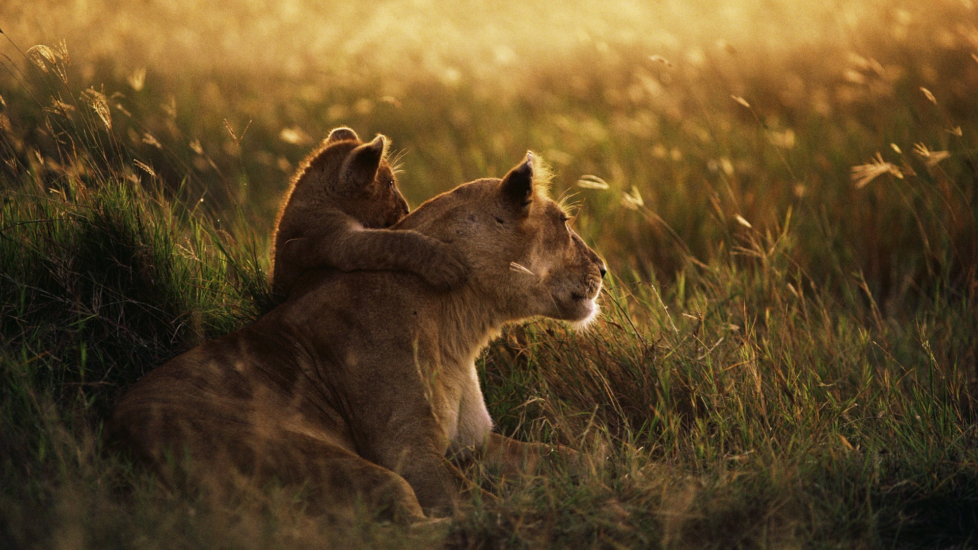 1920x1080 Lioness and lion cub