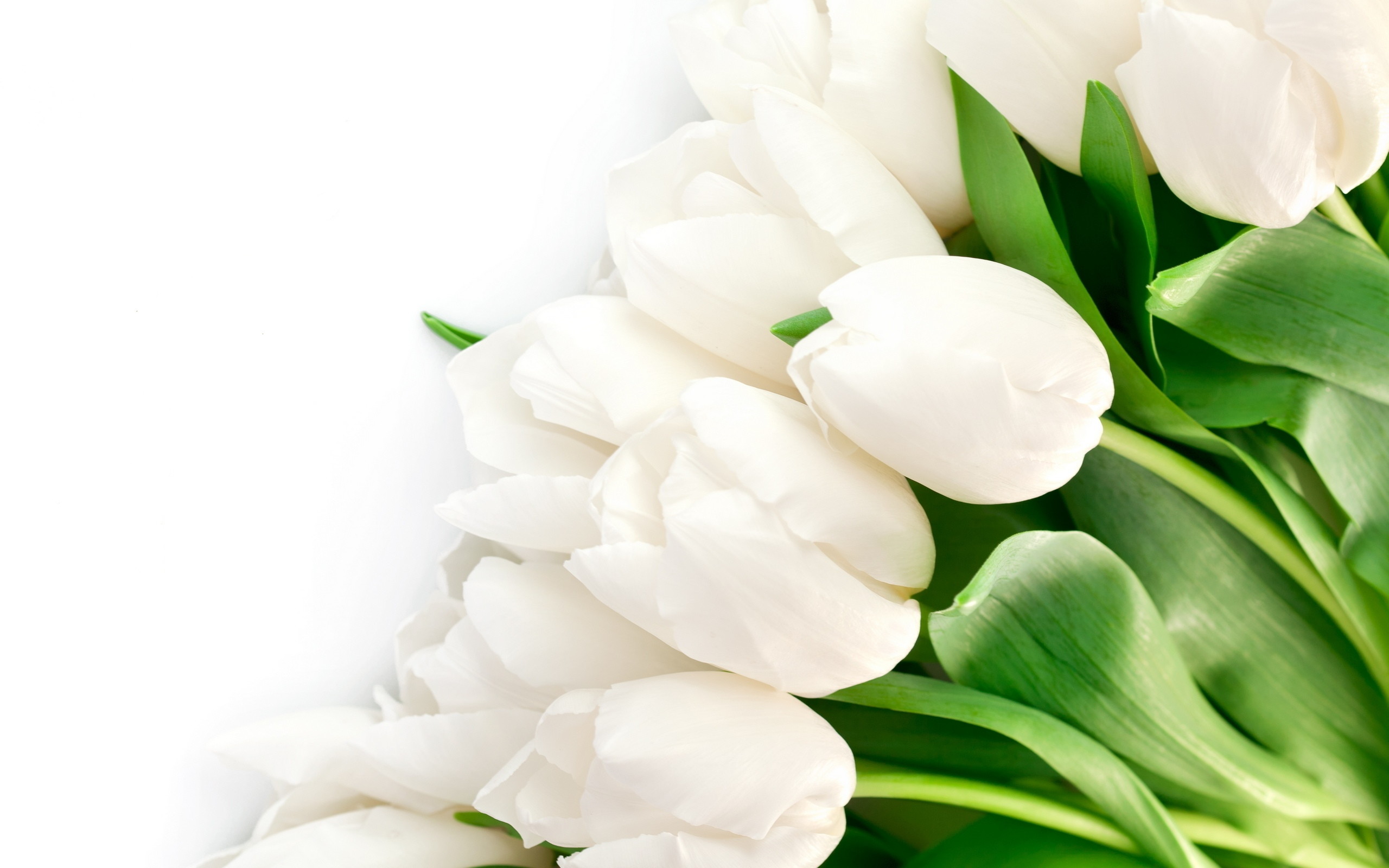 2560x1600 Earth - Tulip Flower White Flower Wallpaper