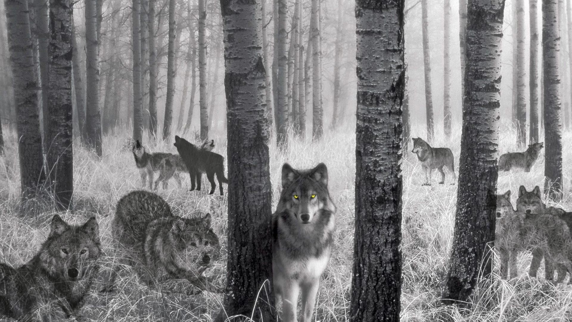 1920x1080 Wolf Spirits Of The Woods