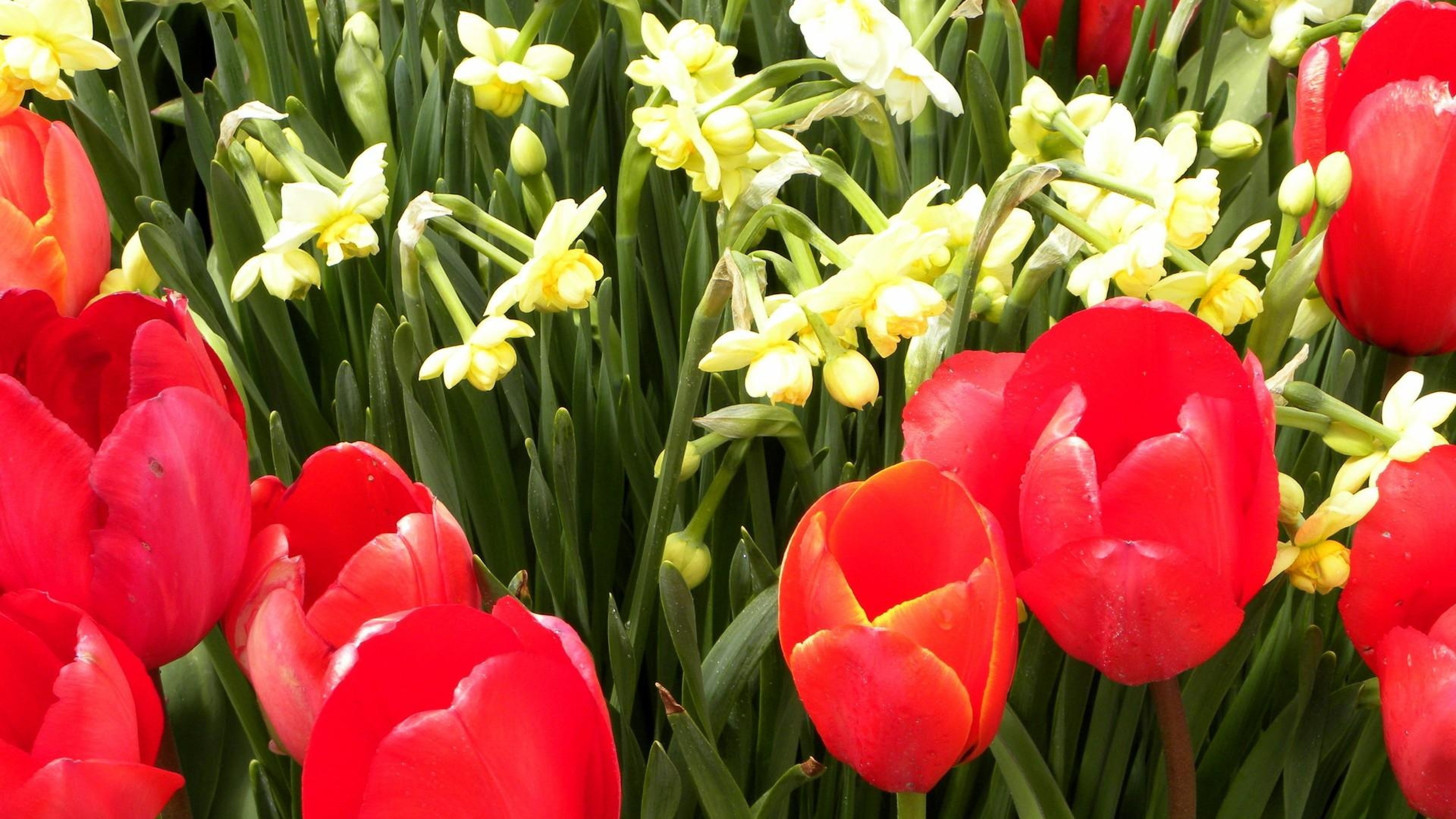 3840x2160  Wallpaper tulips, daffodils, flower, flowerbed, spring