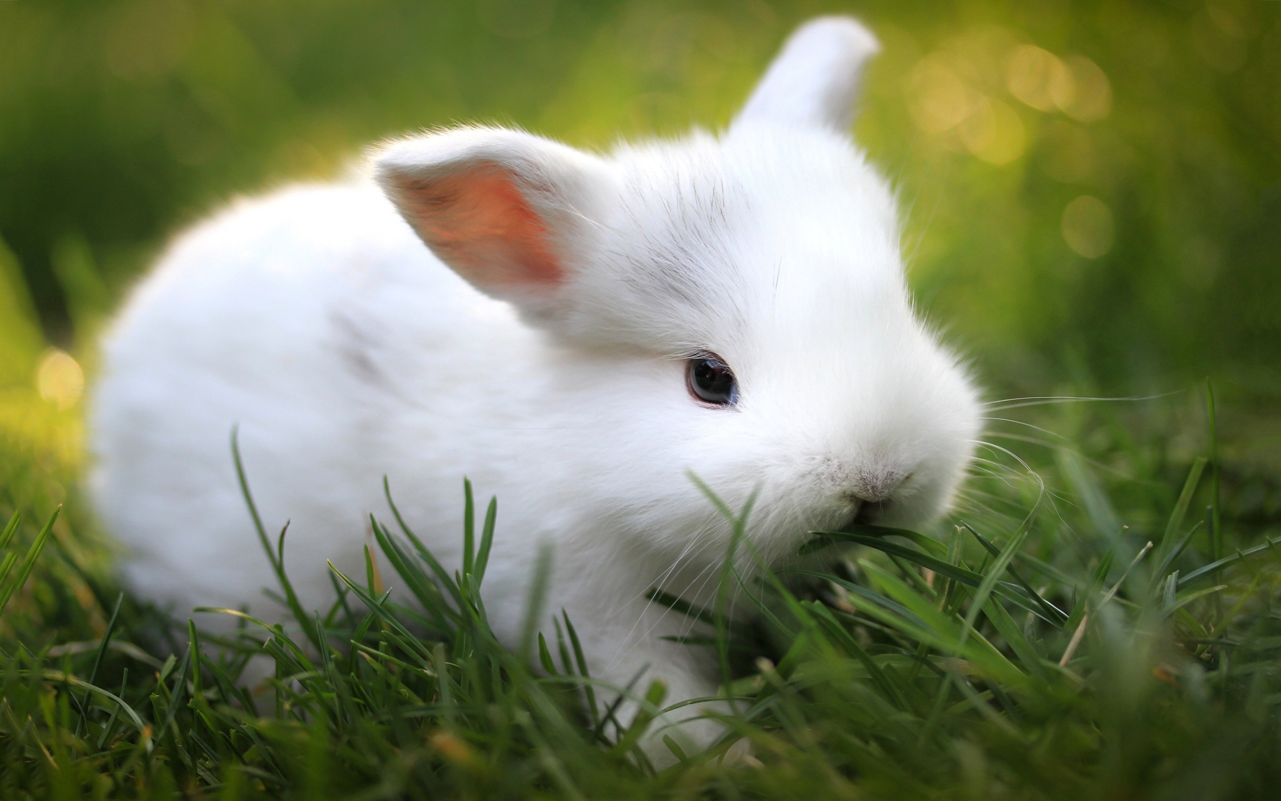 2560x1600 Cute Bunny Wallpapers High Resolution