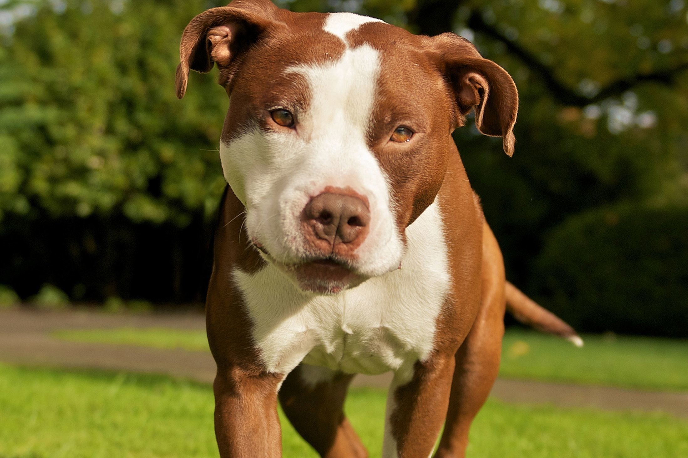 2197x1463 GL; Pitbull Dog 4091627 Wallpaper for Free | Special HQFX Wallpapers ...