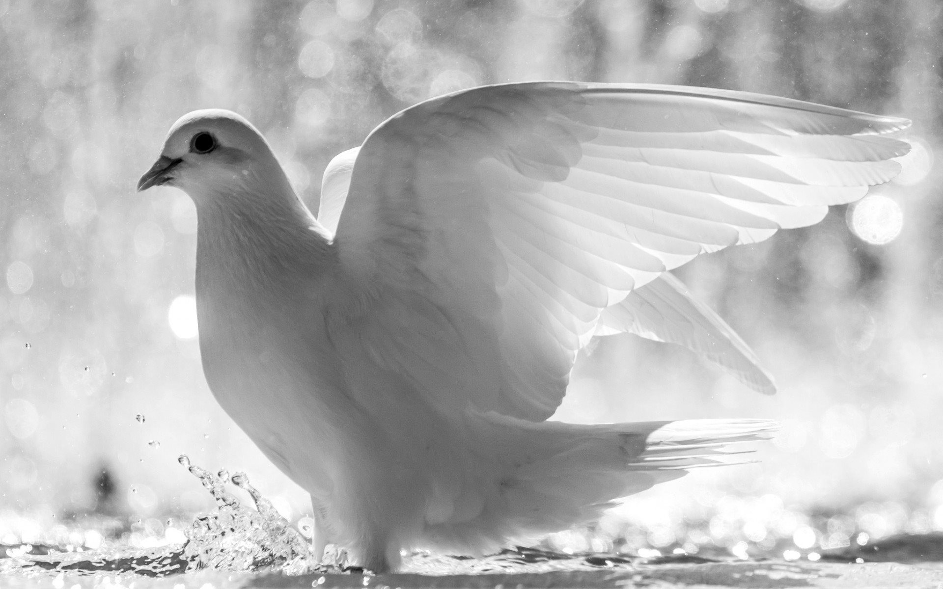1920x1200 White Dove