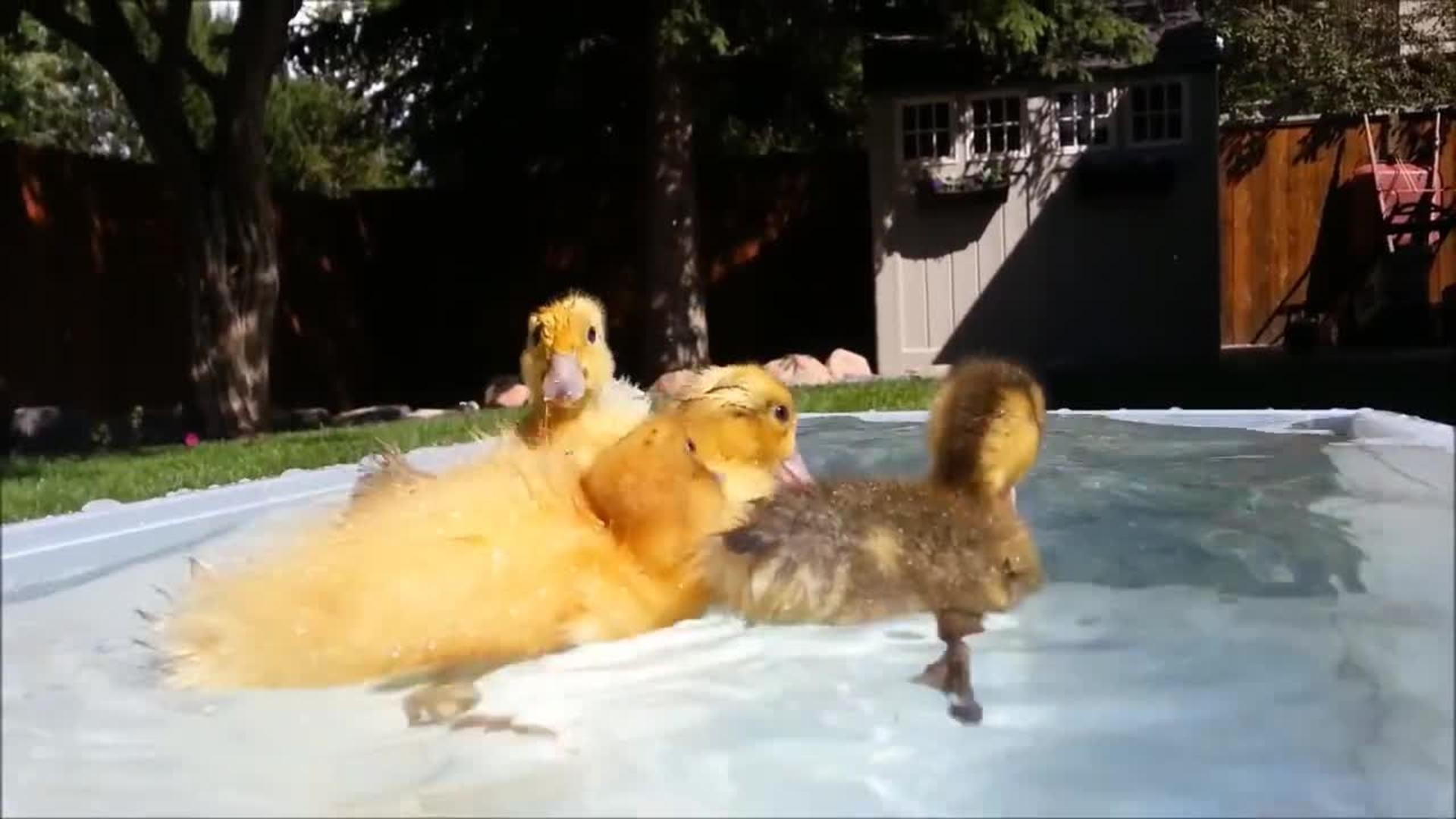 1920x1080 Ducklings Swimming in a Bucket