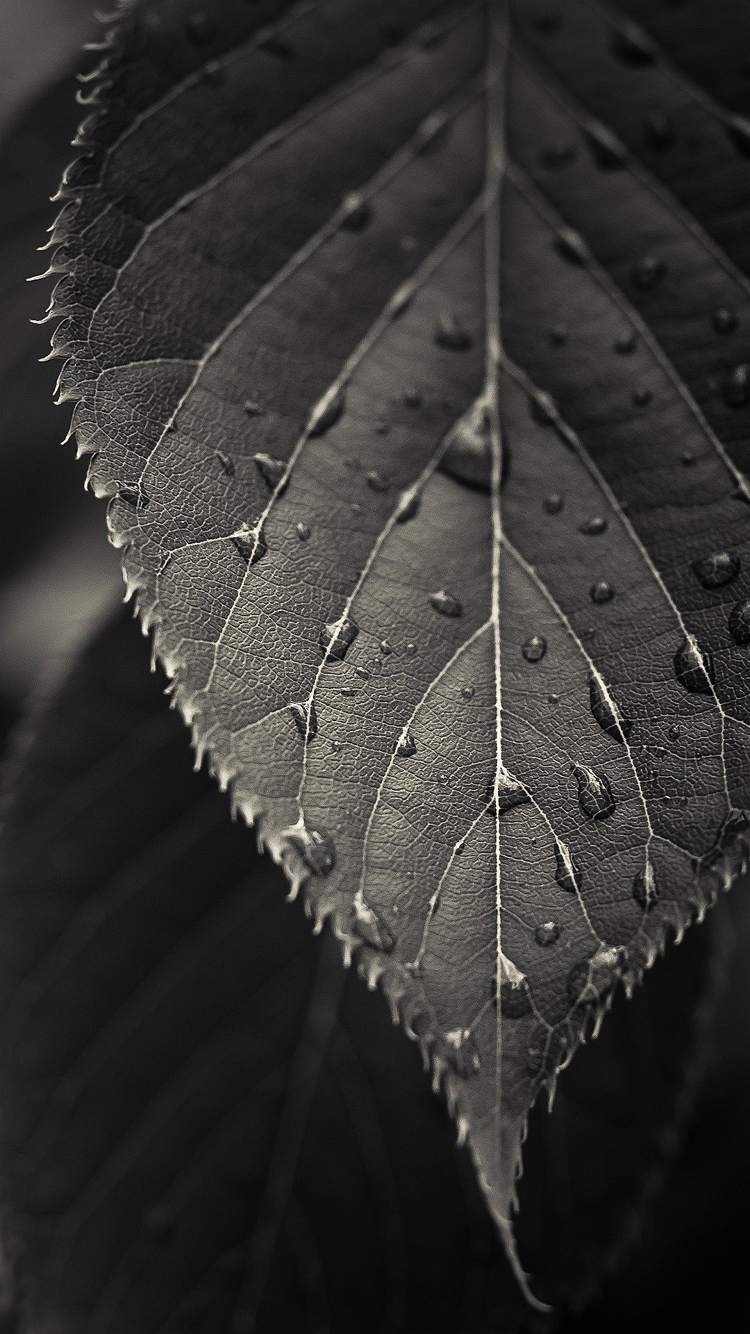 1080x1920 Nature iPhone 6 Plus Wallpapers - Black And White Close-up Leaf Dew Drops  iPhone 6 Plus HD Wallpaper