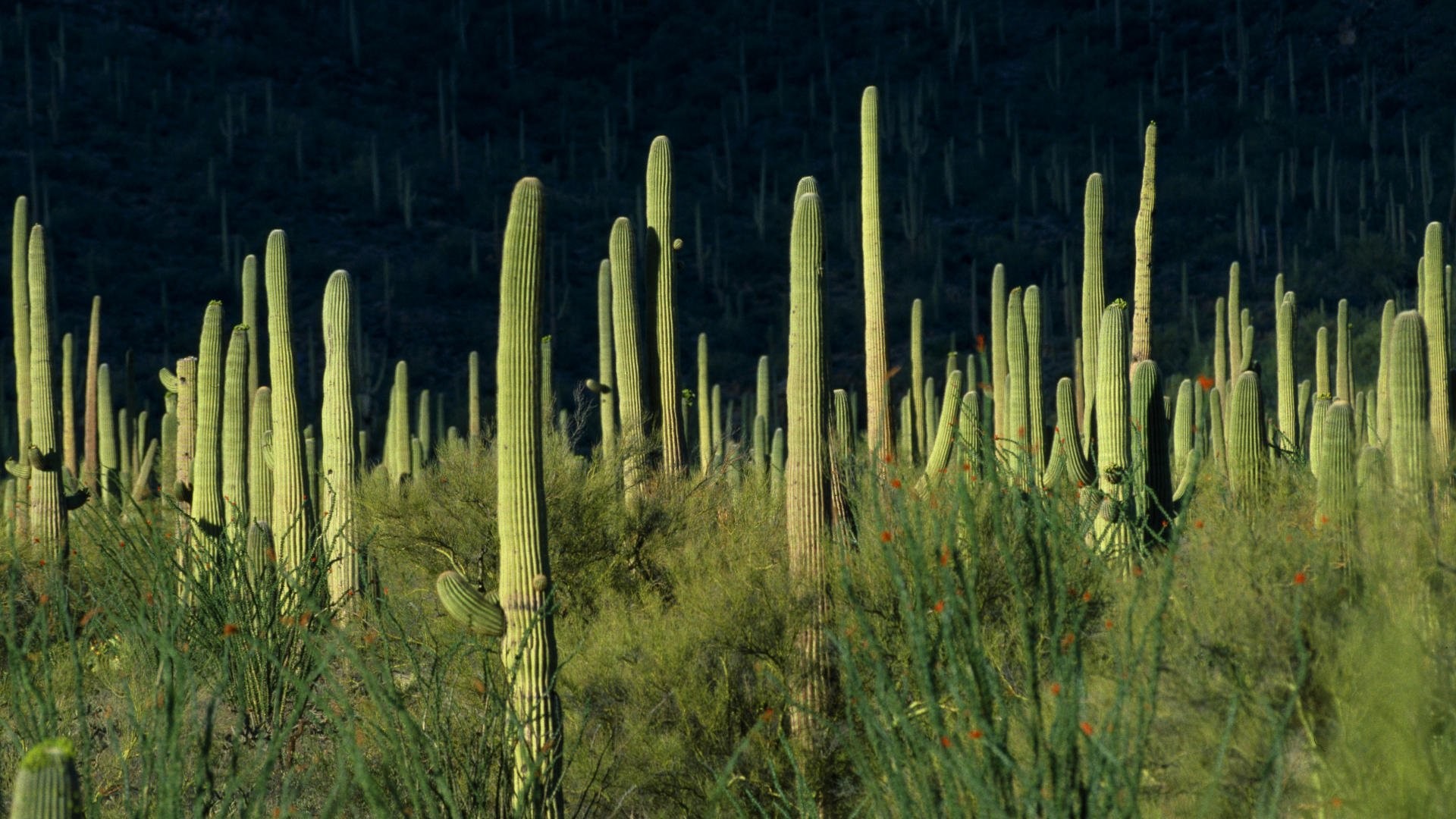 1920x1080 wallpaper.wiki-Photo-of-Cactus-PIC-WPB0013179-1