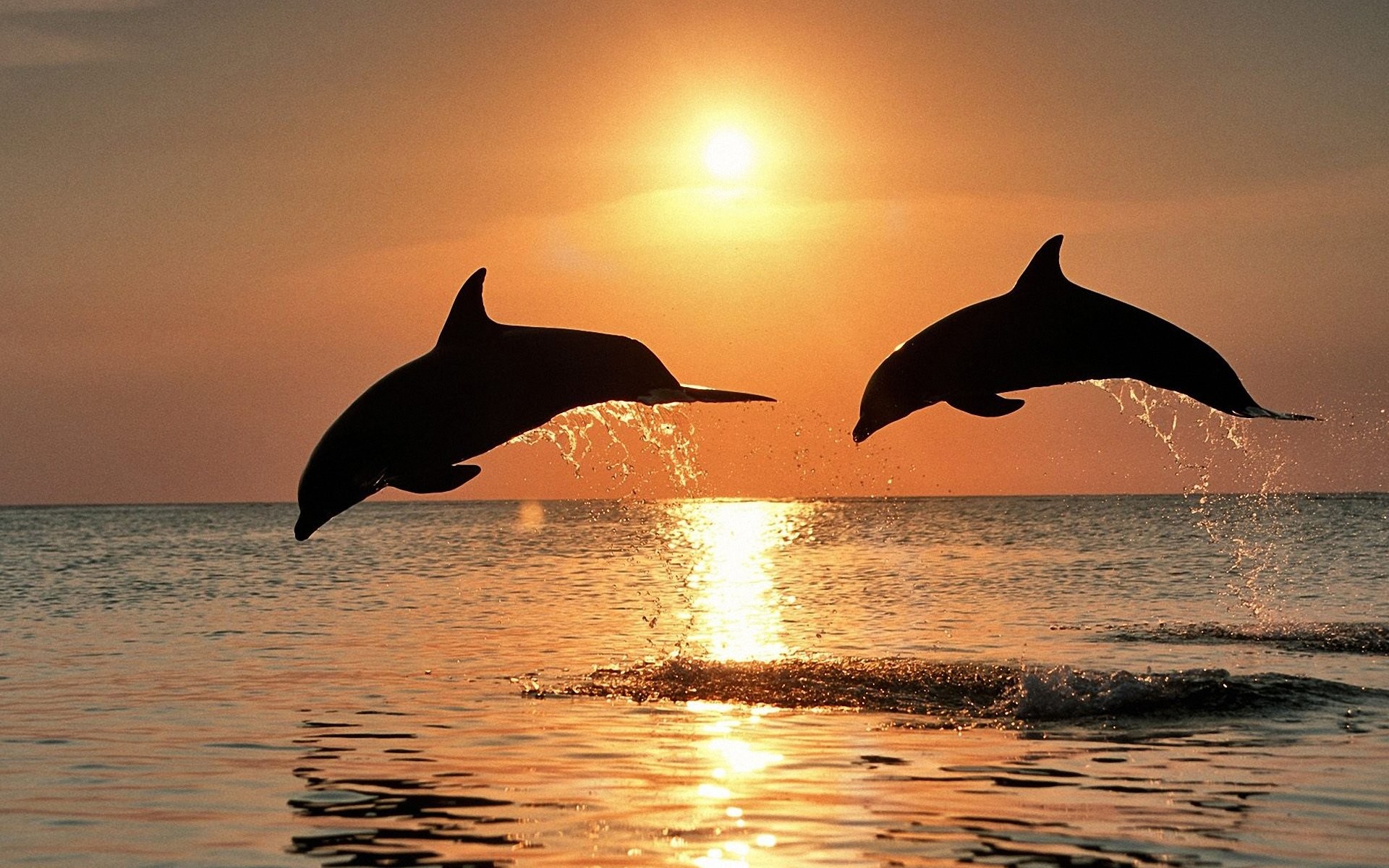 1920x1200 196 Dolphin HD Wallpapers | Backgrounds - Wallpaper Abyss