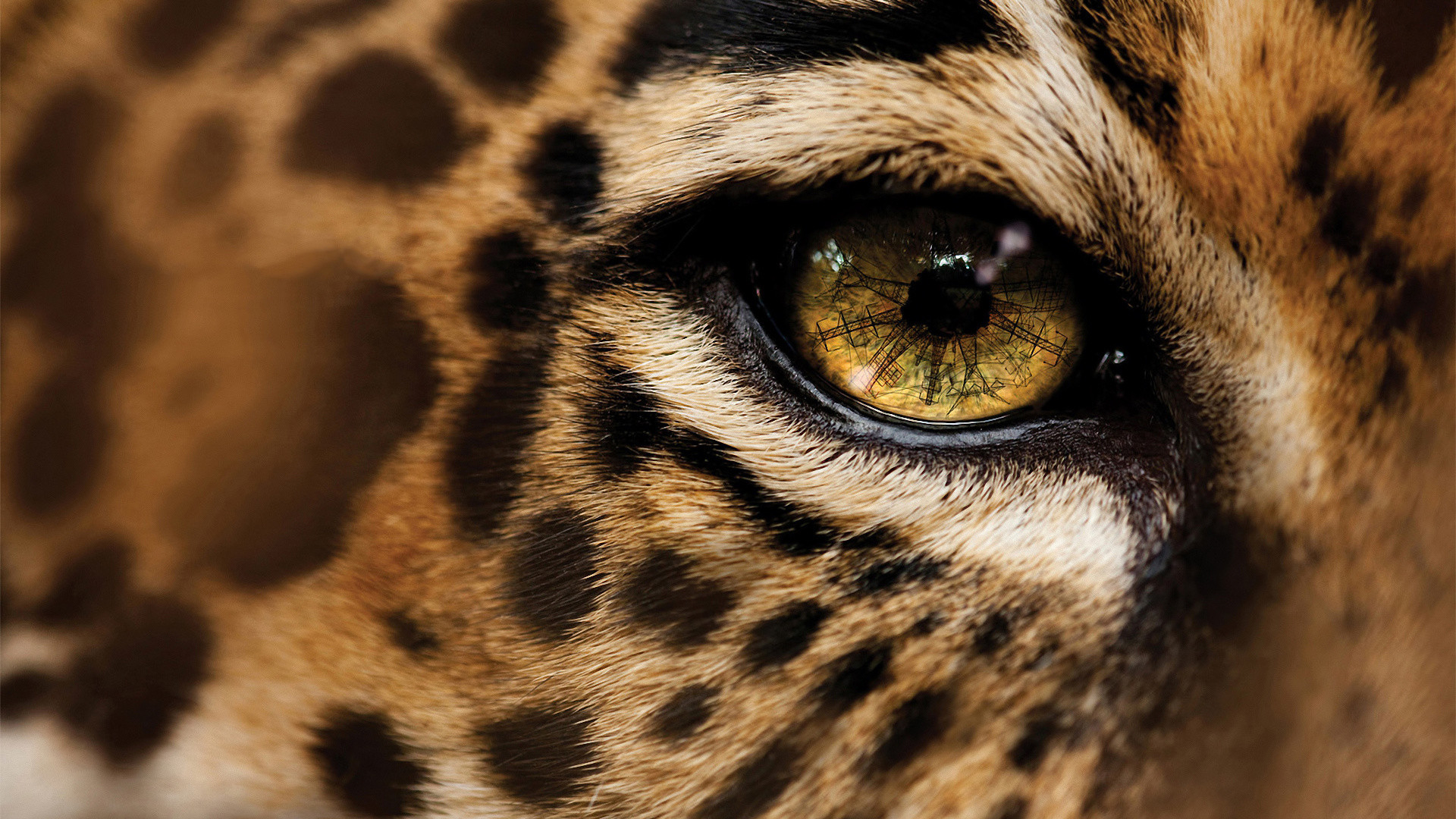 King cheetah HD wallpapers | Pxfuel