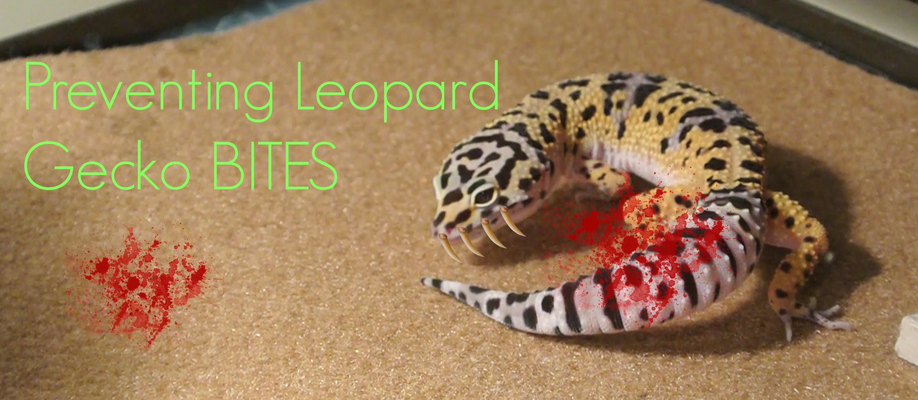 3009x1311 Amazing Leopard Gecko Pictures & Backgrounds