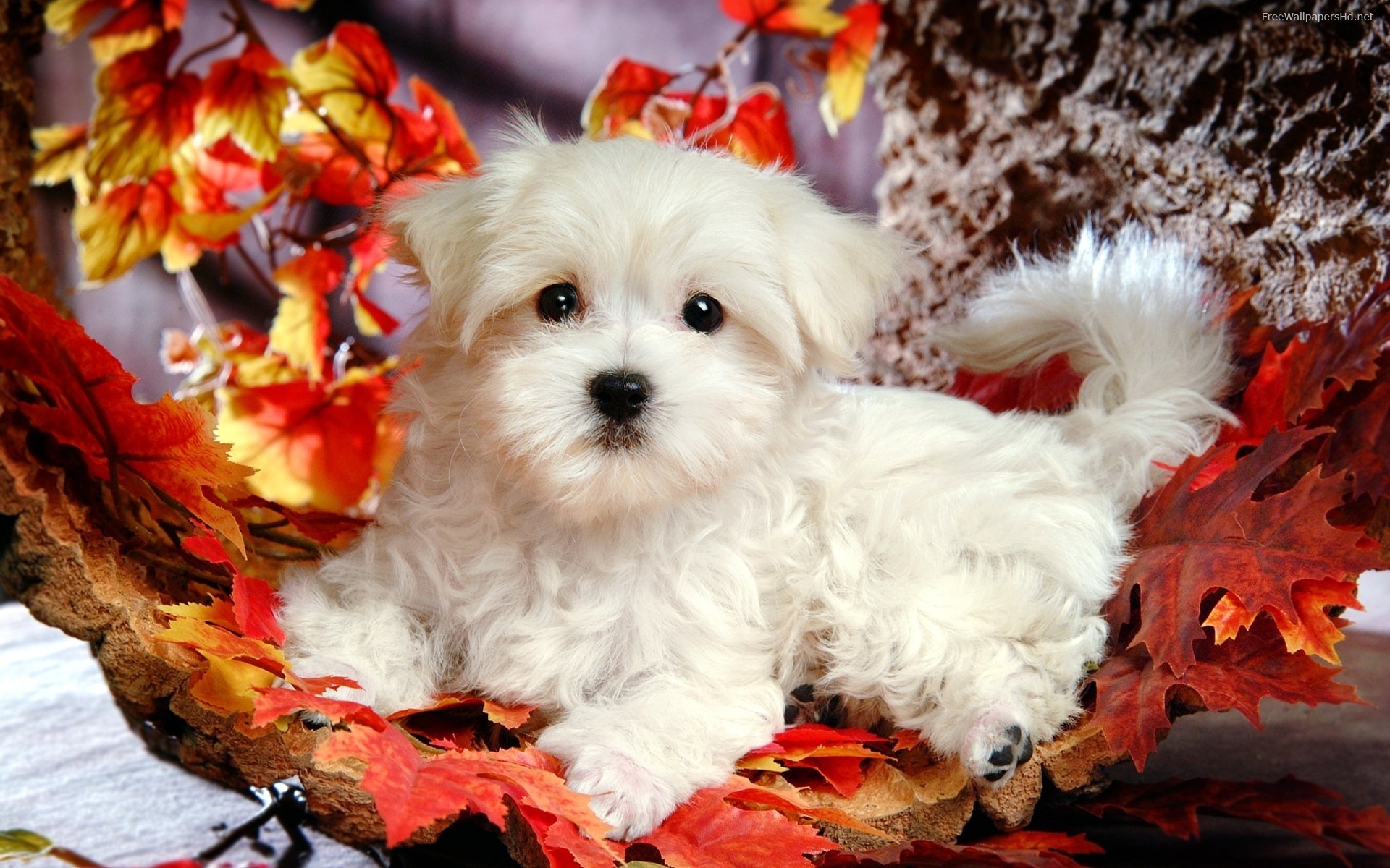 1920x1200 Cute Puppy Wallpaper: Cute White Puppy Hd Wallpaper px