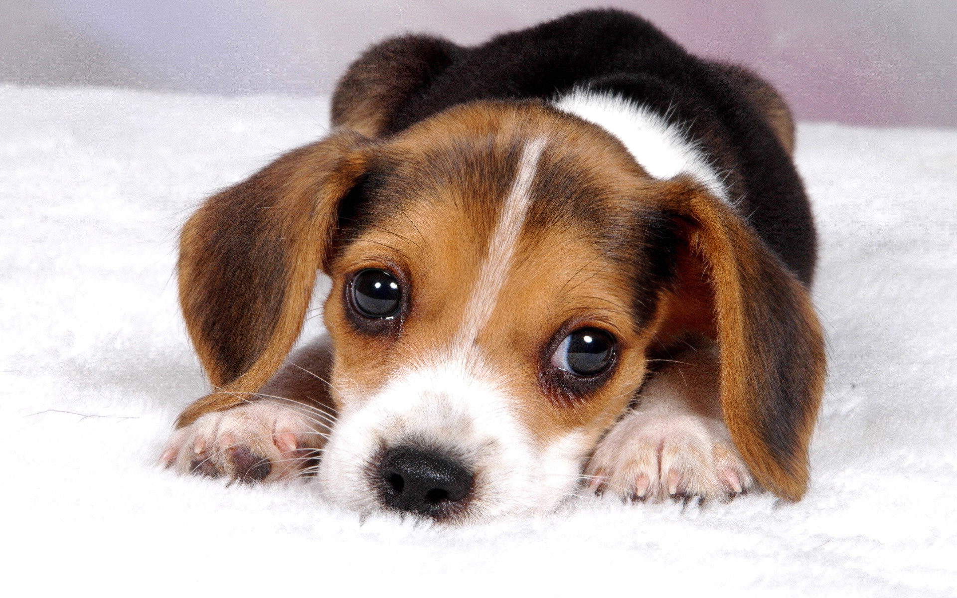 1920x1200 You Can Download Cute Puppy Baby Dog Wallpaper Hd 8 In Your Computer