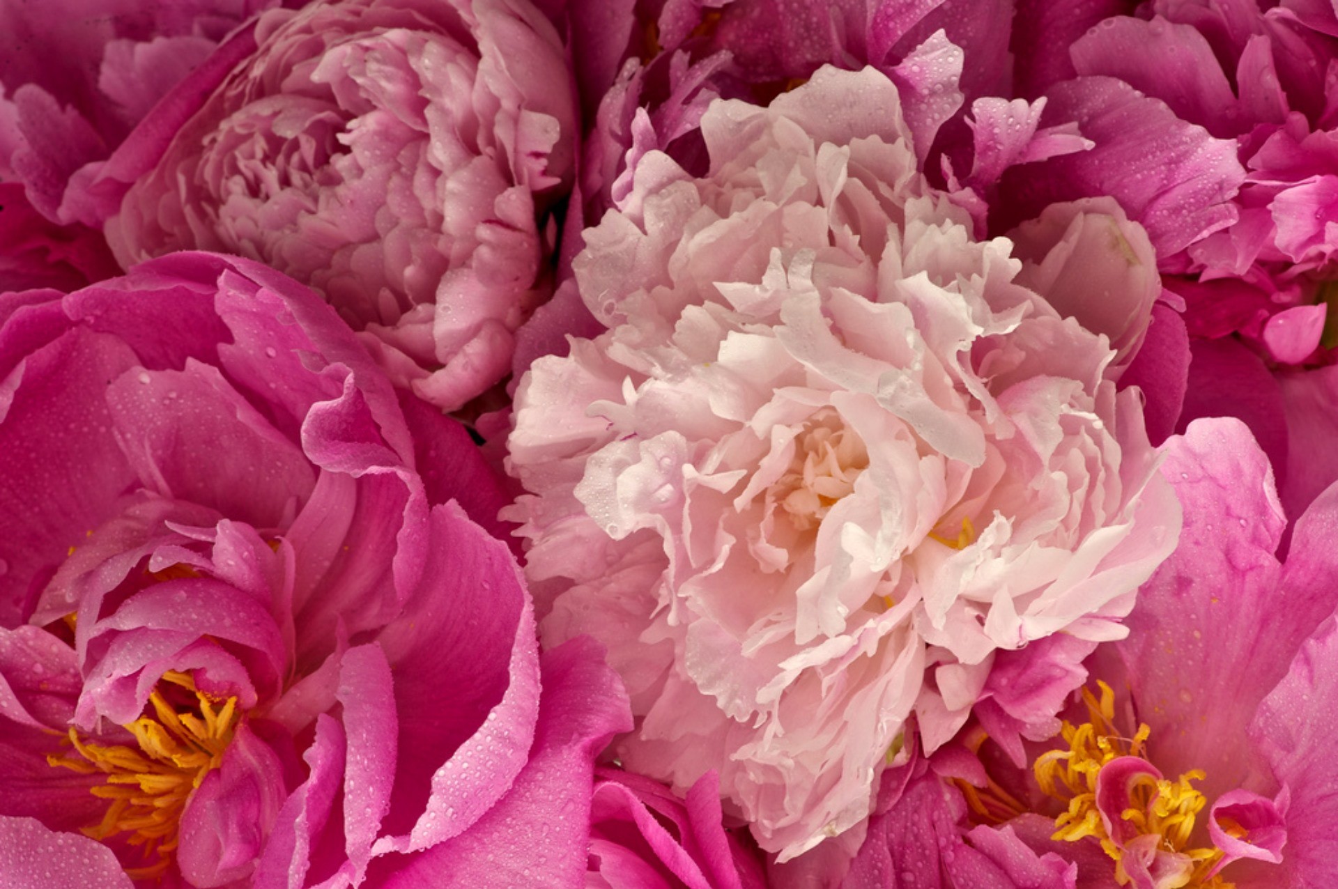 1920x1276 Peony Pictures HD Peony wallpaper download hd