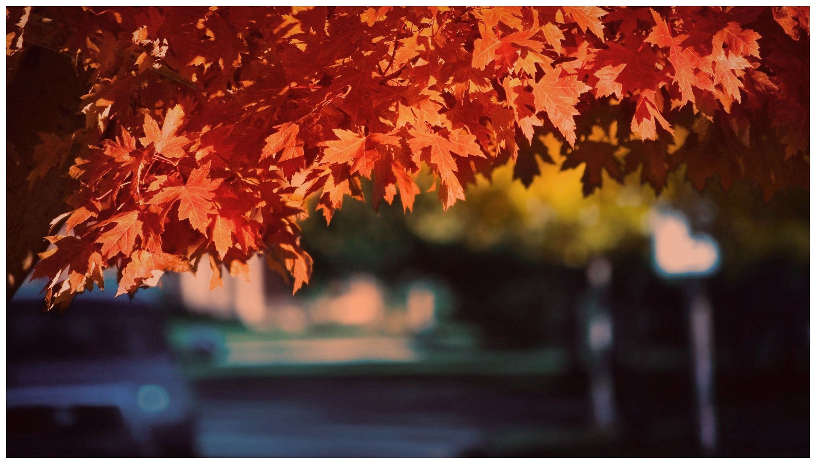 2599x1479 Beautiful Autumn Fall Leave Colors - Toaster HD Wallpaper