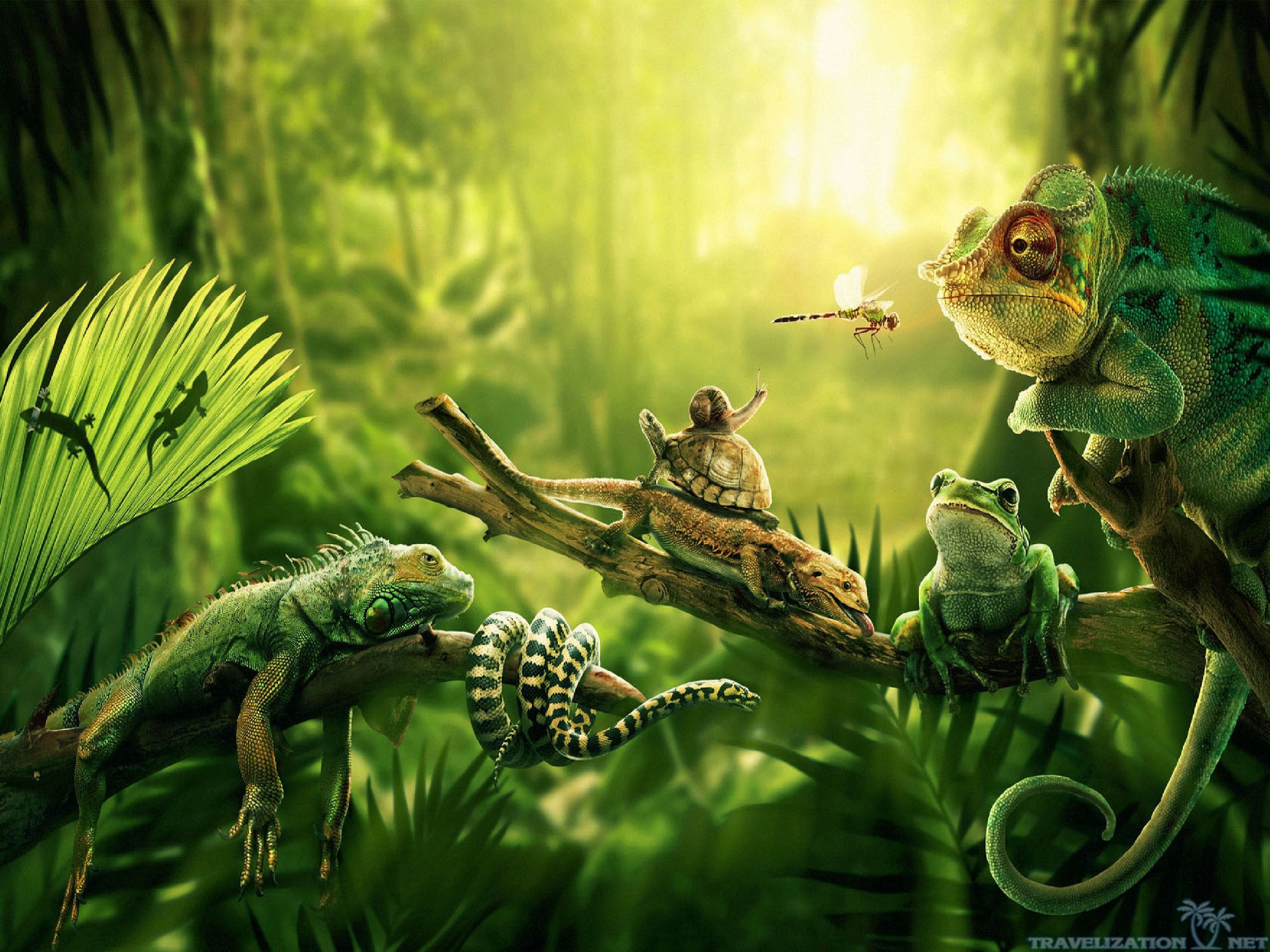 2560x1920 jungle animals wallpaper Jungle HD Images Wallpapers 5262 - Amazing  Wallpaperz