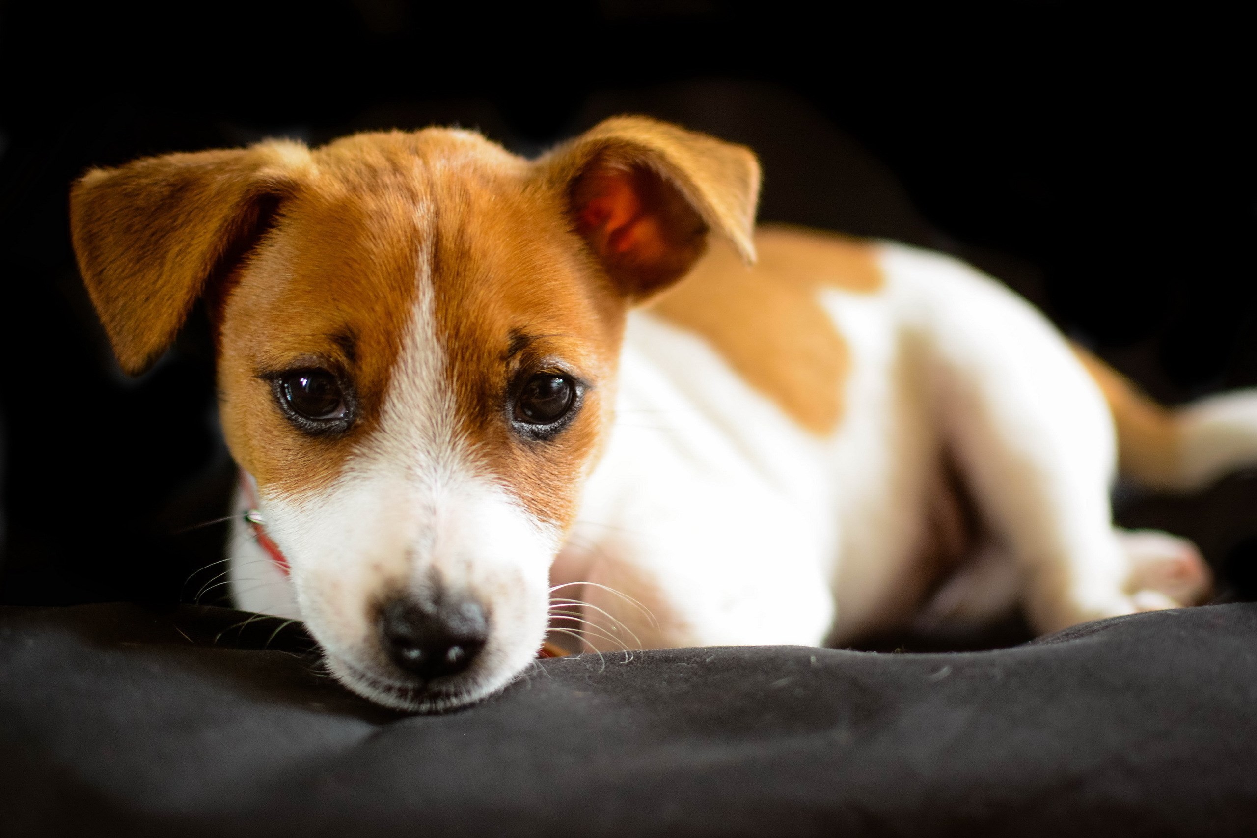 2560x1707 Free jack russell terrier picture by Branford Turner (2017-03-17)