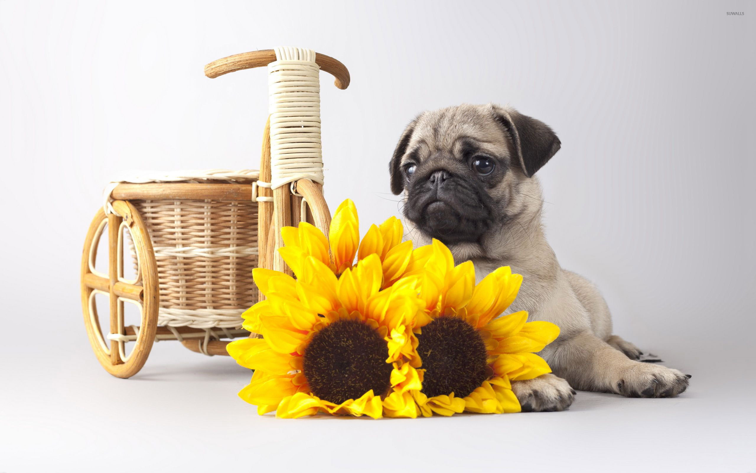 2560x1600 Pug behind the sunflowers wallpaper