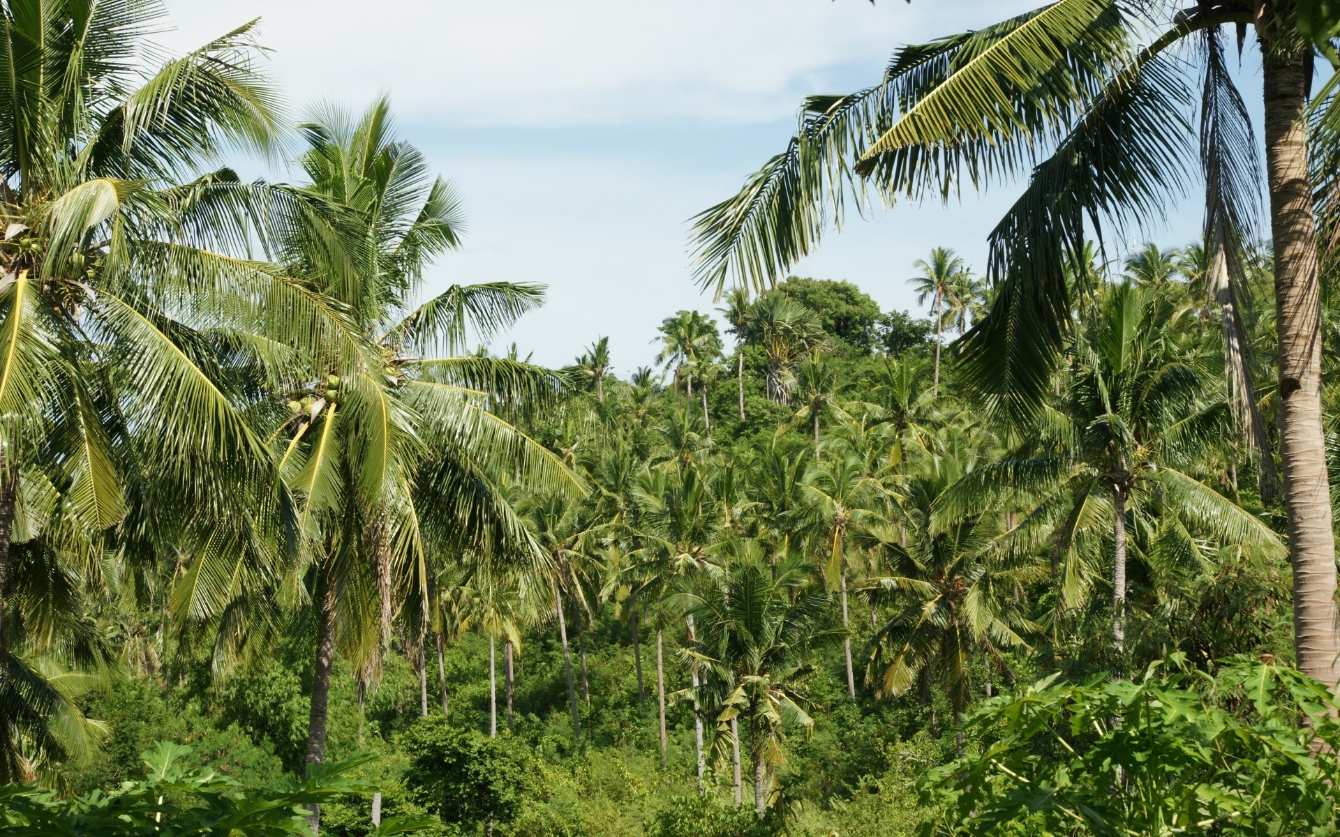 1920x1200 Palm trees coconut palms
