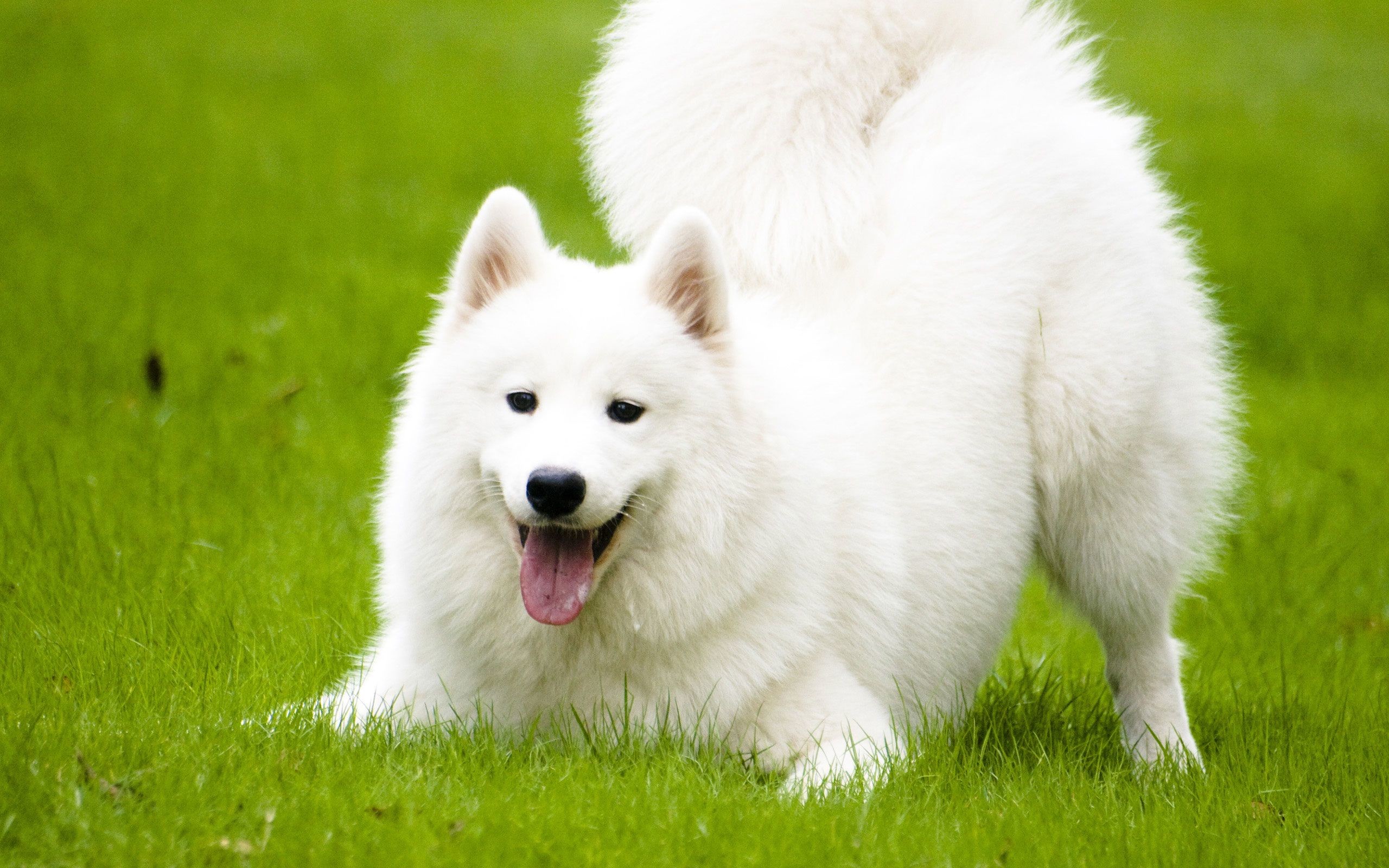 2560x1600 The Samoyed emulates a rarer and at the same time more prestigious wolf  breed: the arctic white wolf. Description from dogsaholic.com.