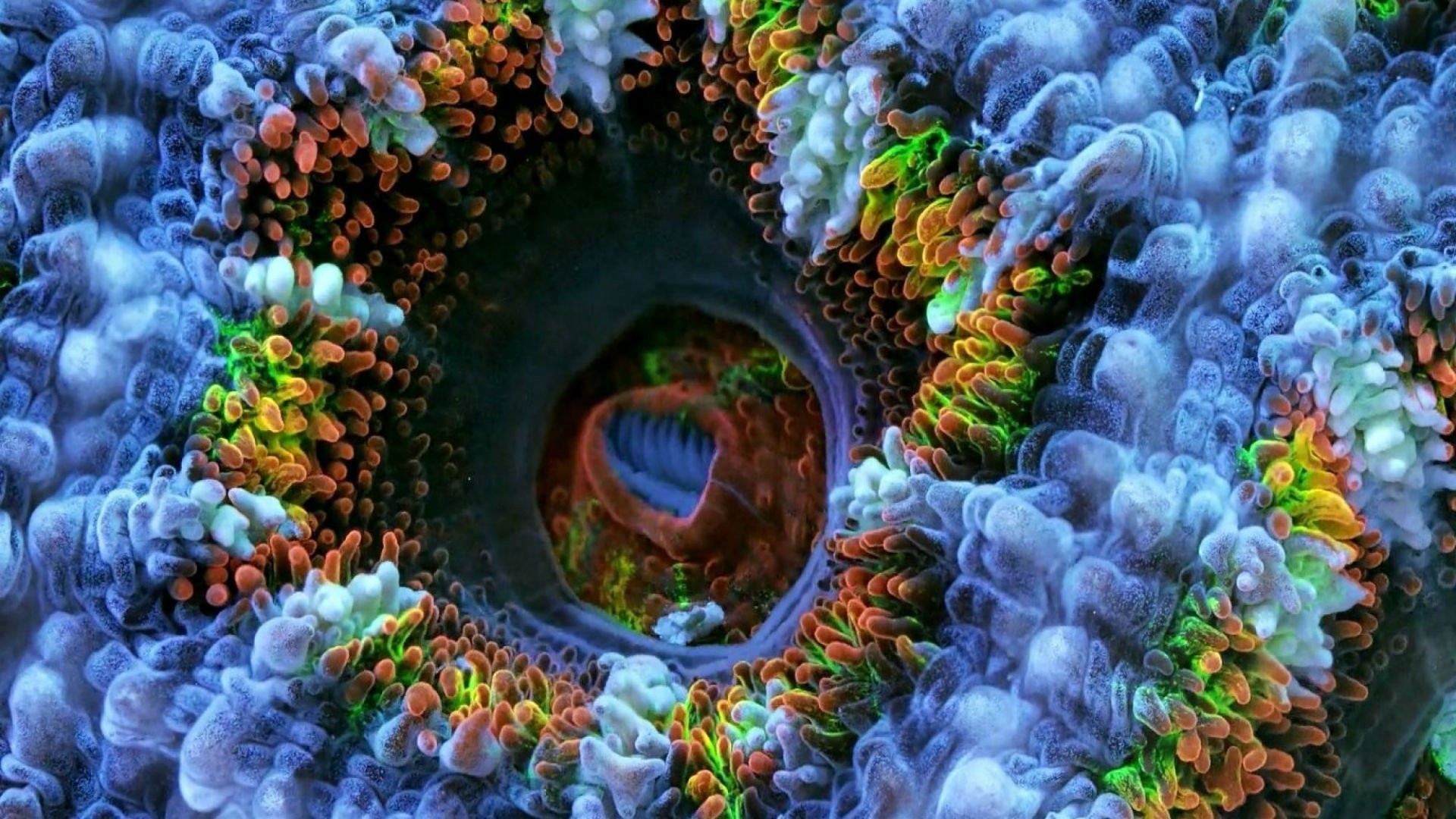 1920x1080 Coral Art Psychedelic Sealife Underwater Sea Ocean Life Artwork Images Nemo  Fish - 