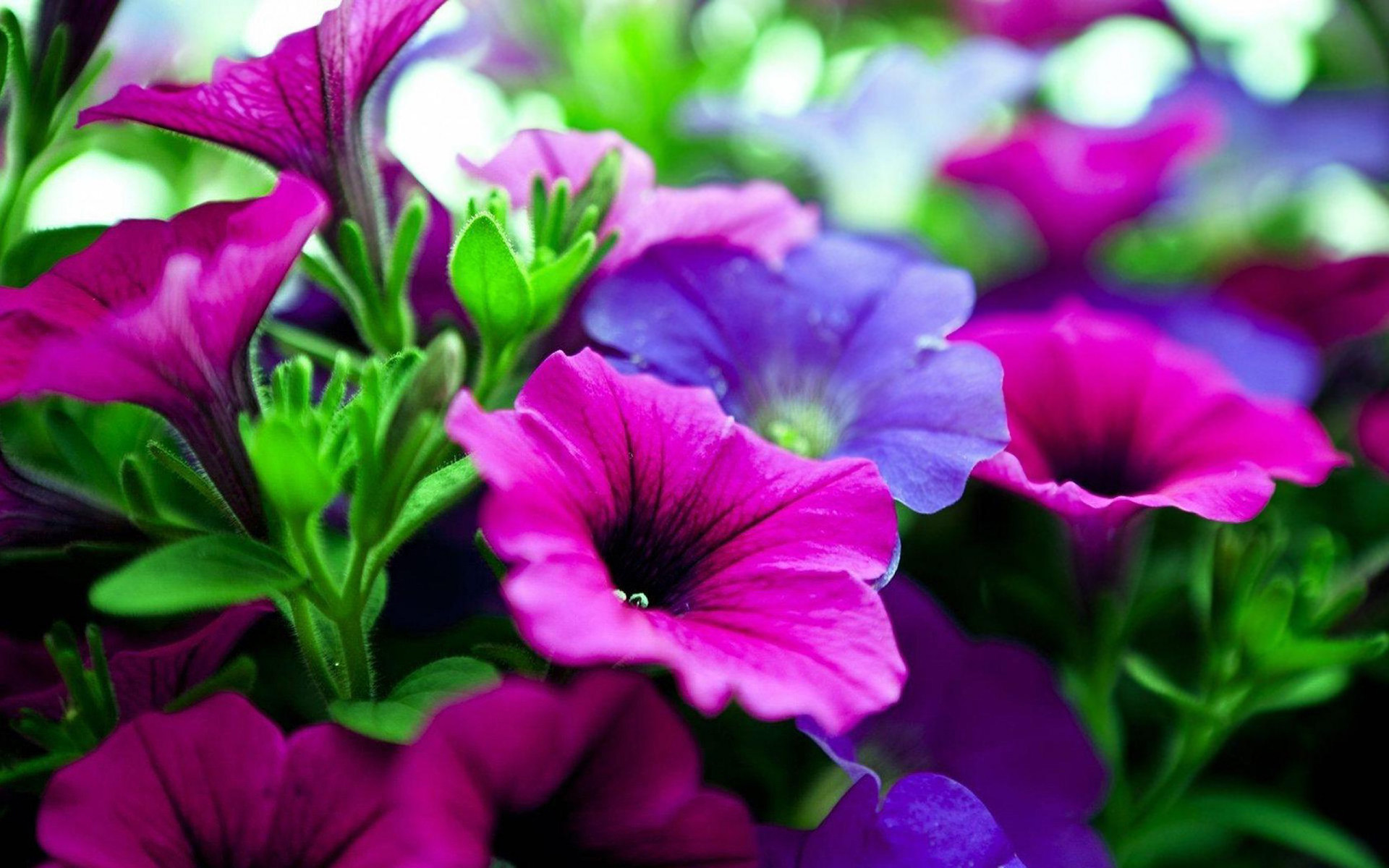 1920x1200 Pink and Purple Flowers Wallpaper 45231