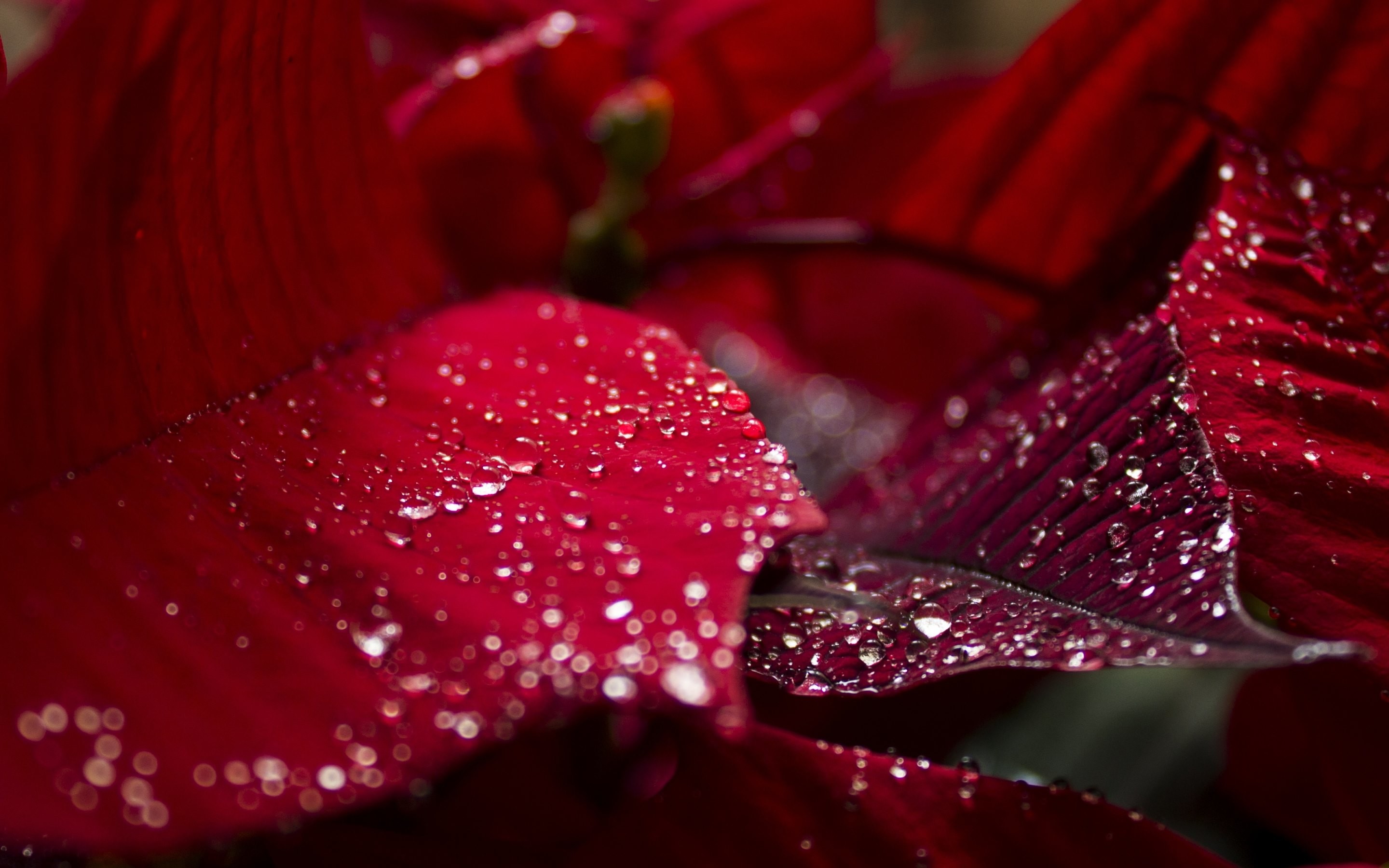 2880x1800 Red Leaf With Water Drops Wallpaper 2880Ã1800