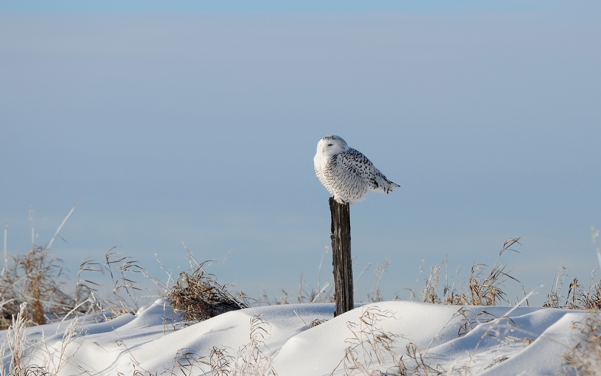 1920x1200 Snowy Owl Left Stranded