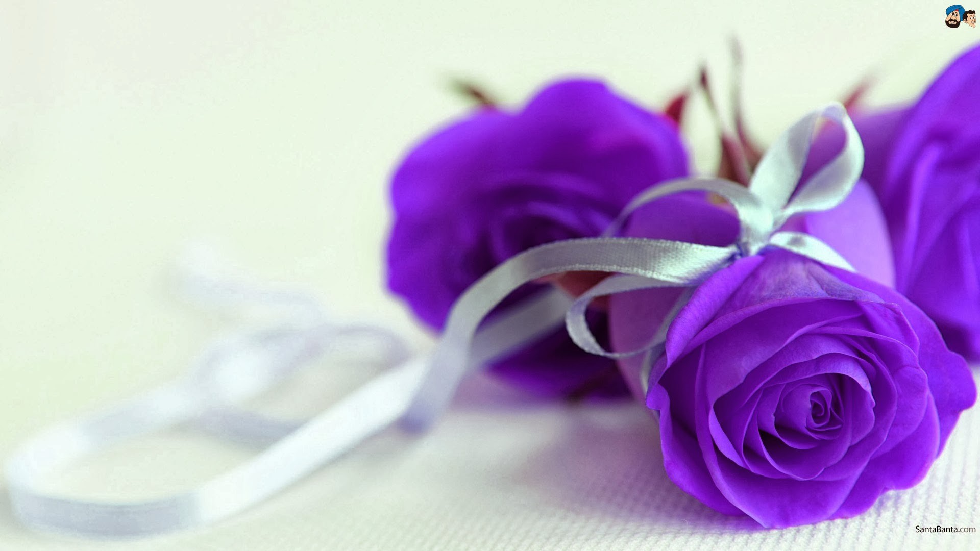 1920x1080 Purple roses with silver ribbon wallpapers and images - wallpapers,  pictures, photos