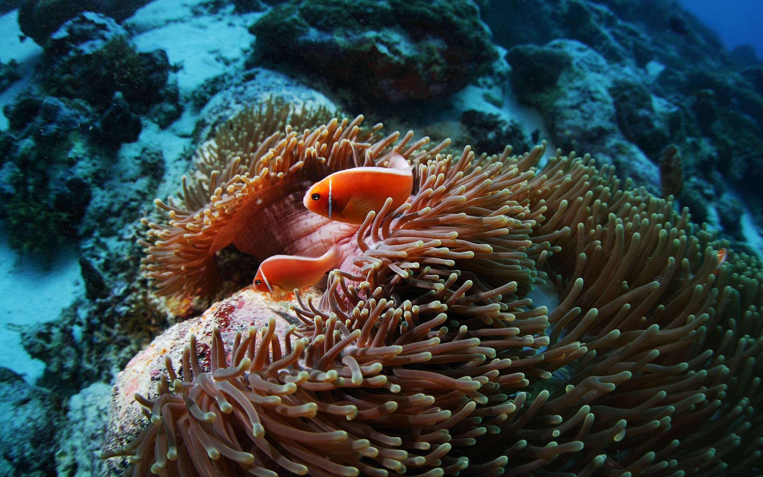 2560x1600 Fish sea anemones underwater coral reef wallpaper