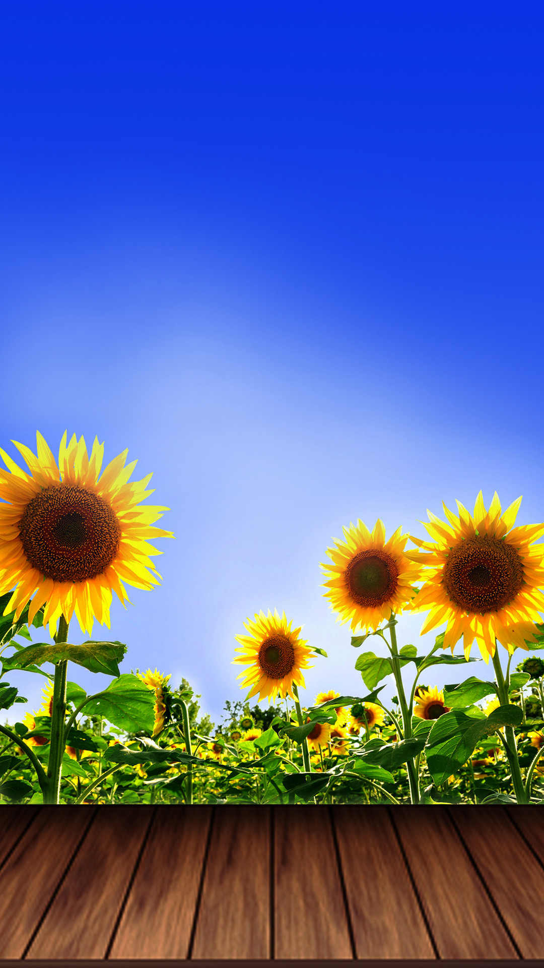 1080x1920 ... Summer Sunflower Wallpaper iPhone 6 by Mattiebonez