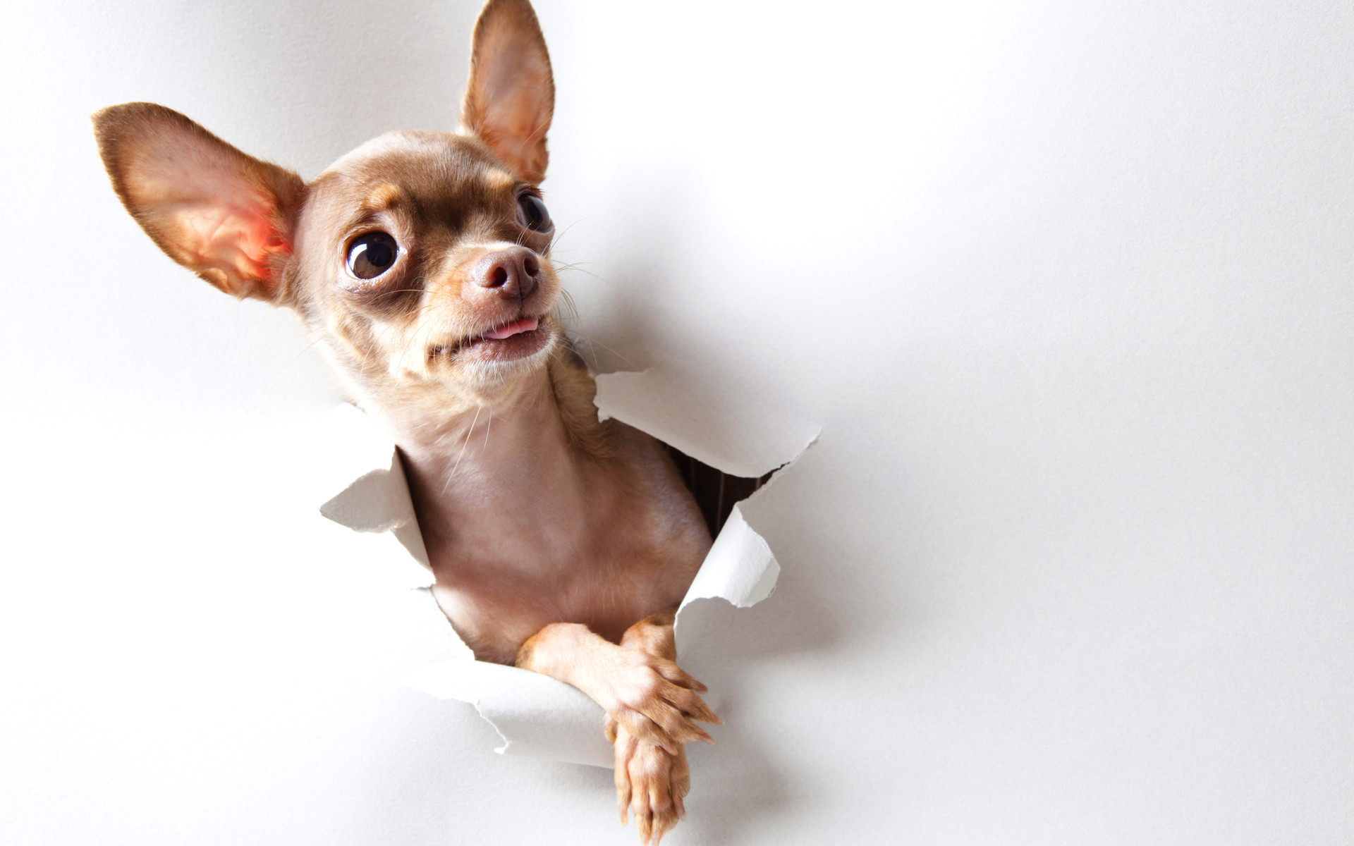 1920x1200 Animals curious dogs chihuahua curious, dogs, chihuahua) via www.in