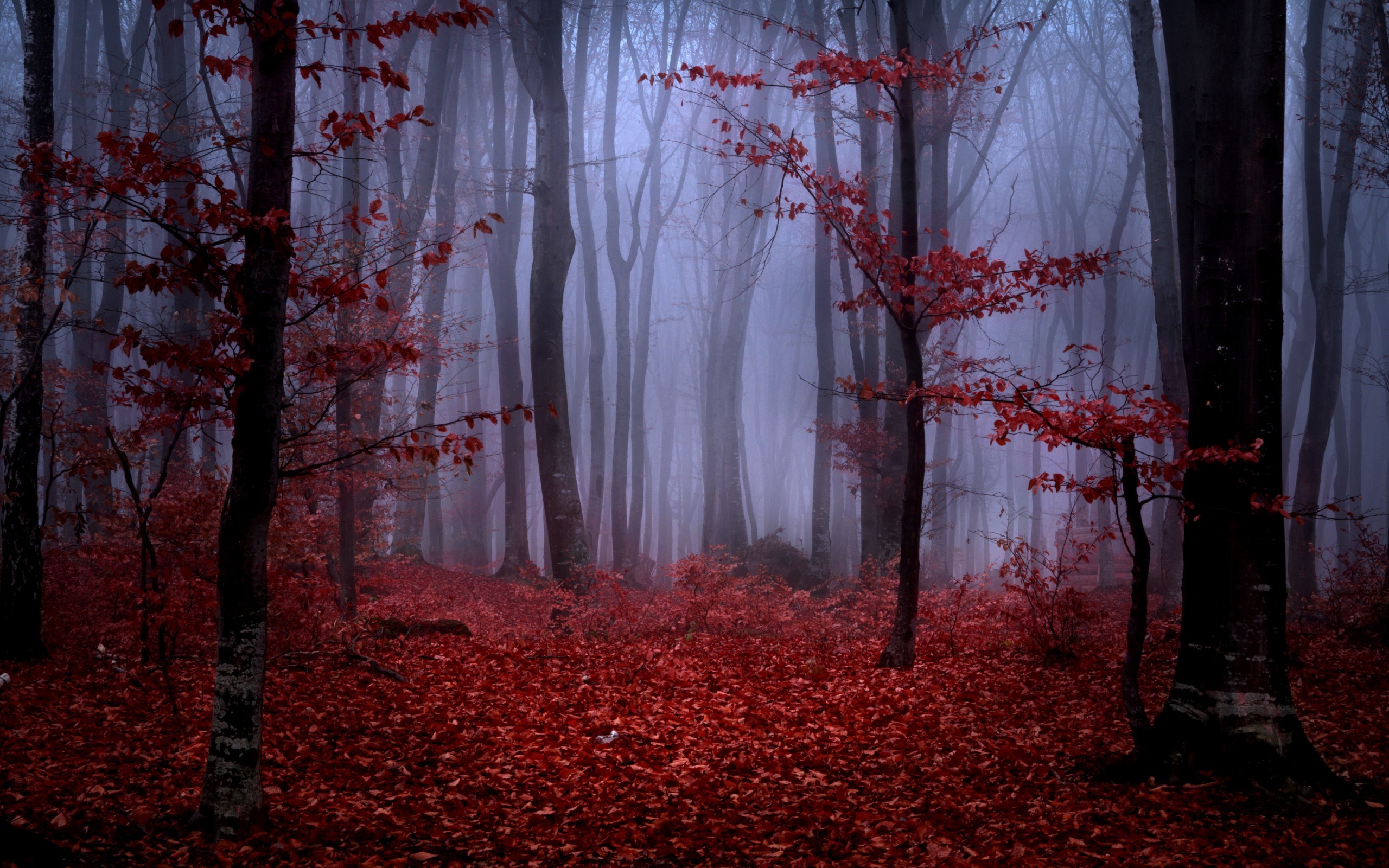2560x1600 fog,hd nature wallpapers, samsung backgrounds, branches, natural,forest,  trees, free hd nature pictures, red, plant, autumn, maroon leaves, nature,  ...