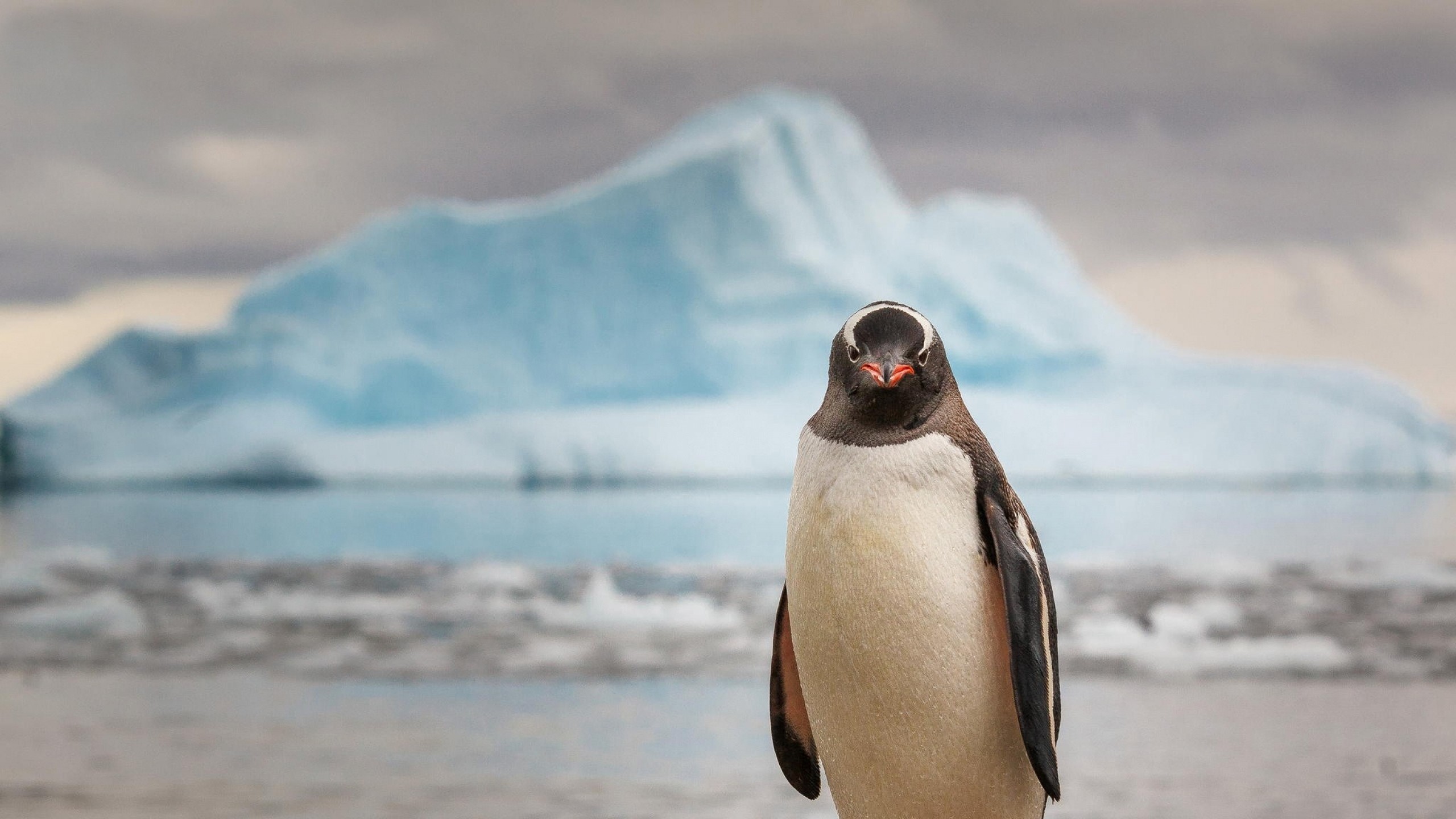 2560x1440 Preview wallpaper penguin, ice, ocean, animal, bird 