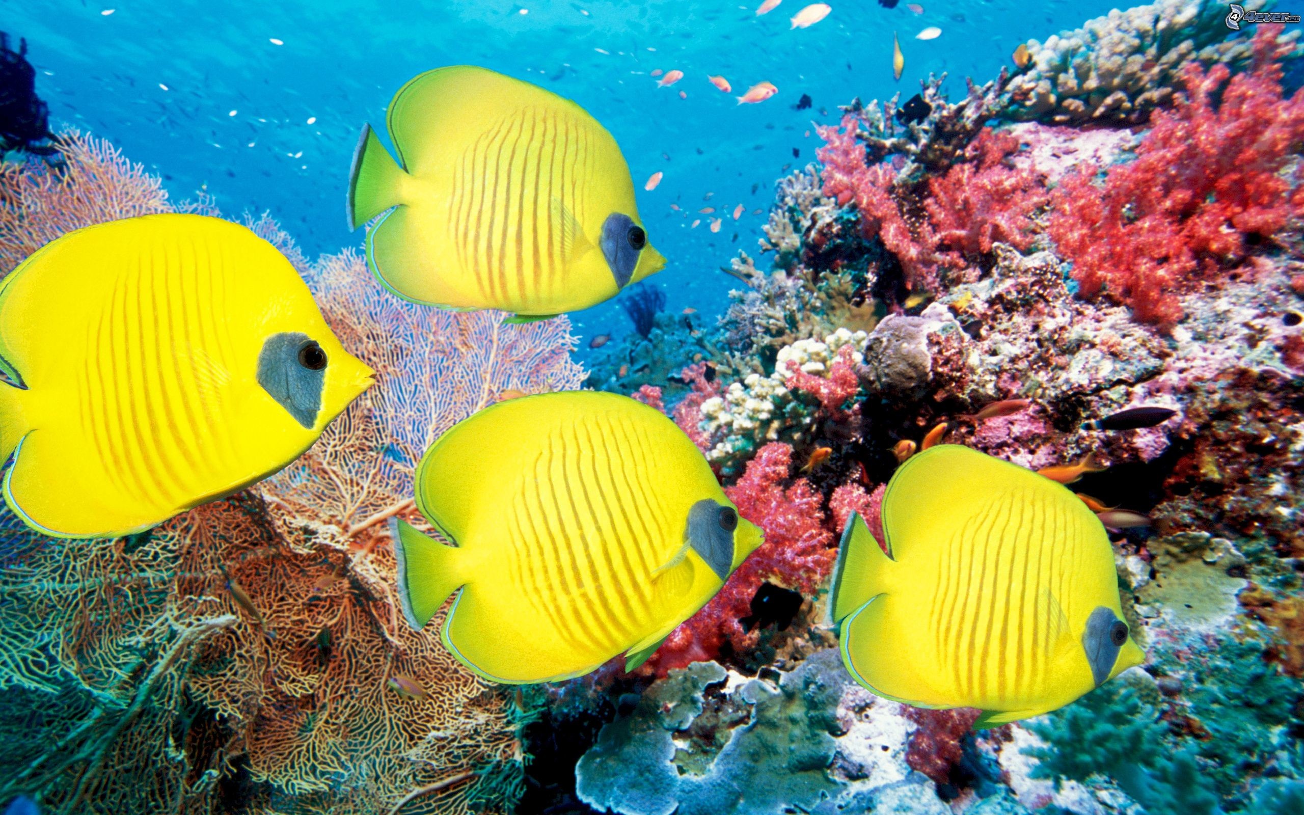 2560x1600 tropical fish, coral reef | ocean life | pinterest | red sea