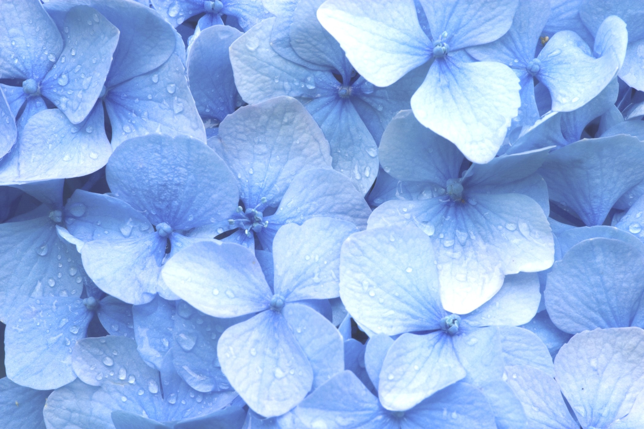 2100x1400 Blue Hydrangea Wallpaper - WallpaperSafari