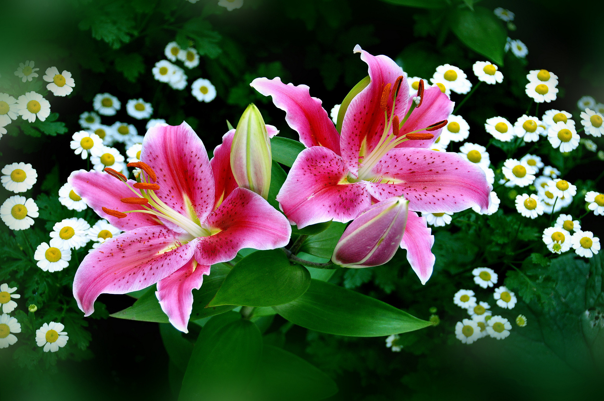 2048x1360 Easter Lily Wallpaper (31)