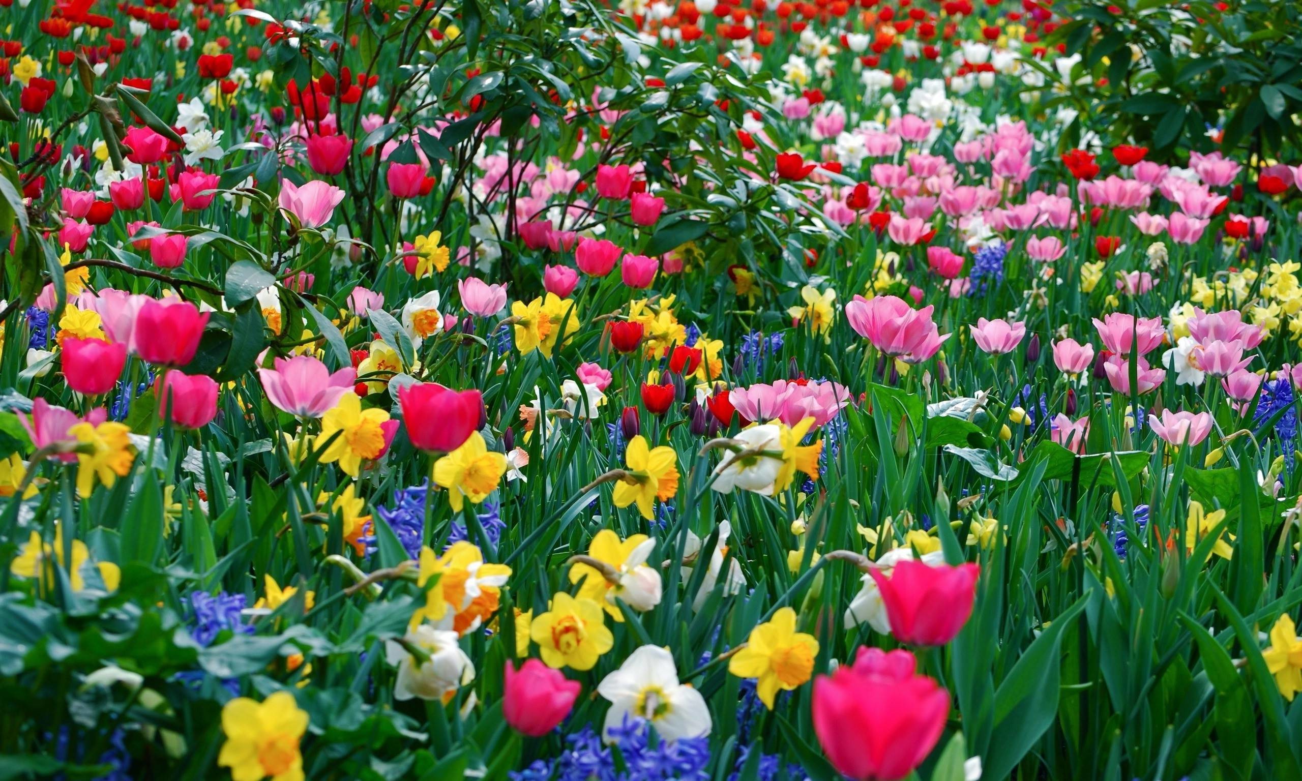 2560x1536 Picture Cool Backgrounds Spring Flower, Wallpapers, HD Wallpapers .