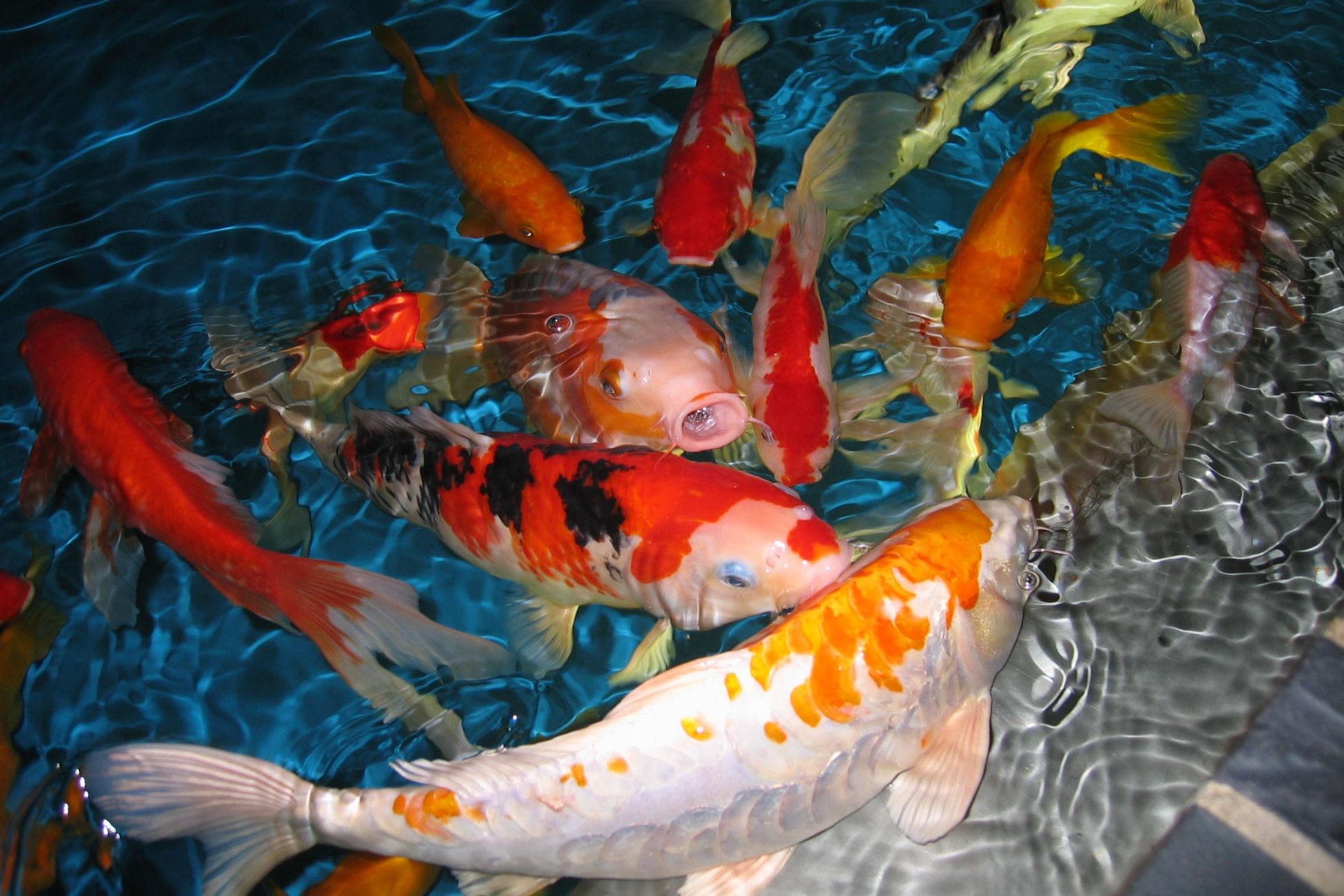 2000x1334 Koi Free Live Wallpaper Android Apps on Google Play 1024Ã768 Koi Wallpaper  (38 Wallpapers) | Adorable Wallpapers | Desktop | Pinterest | Koi wallpaper,  Koi ...