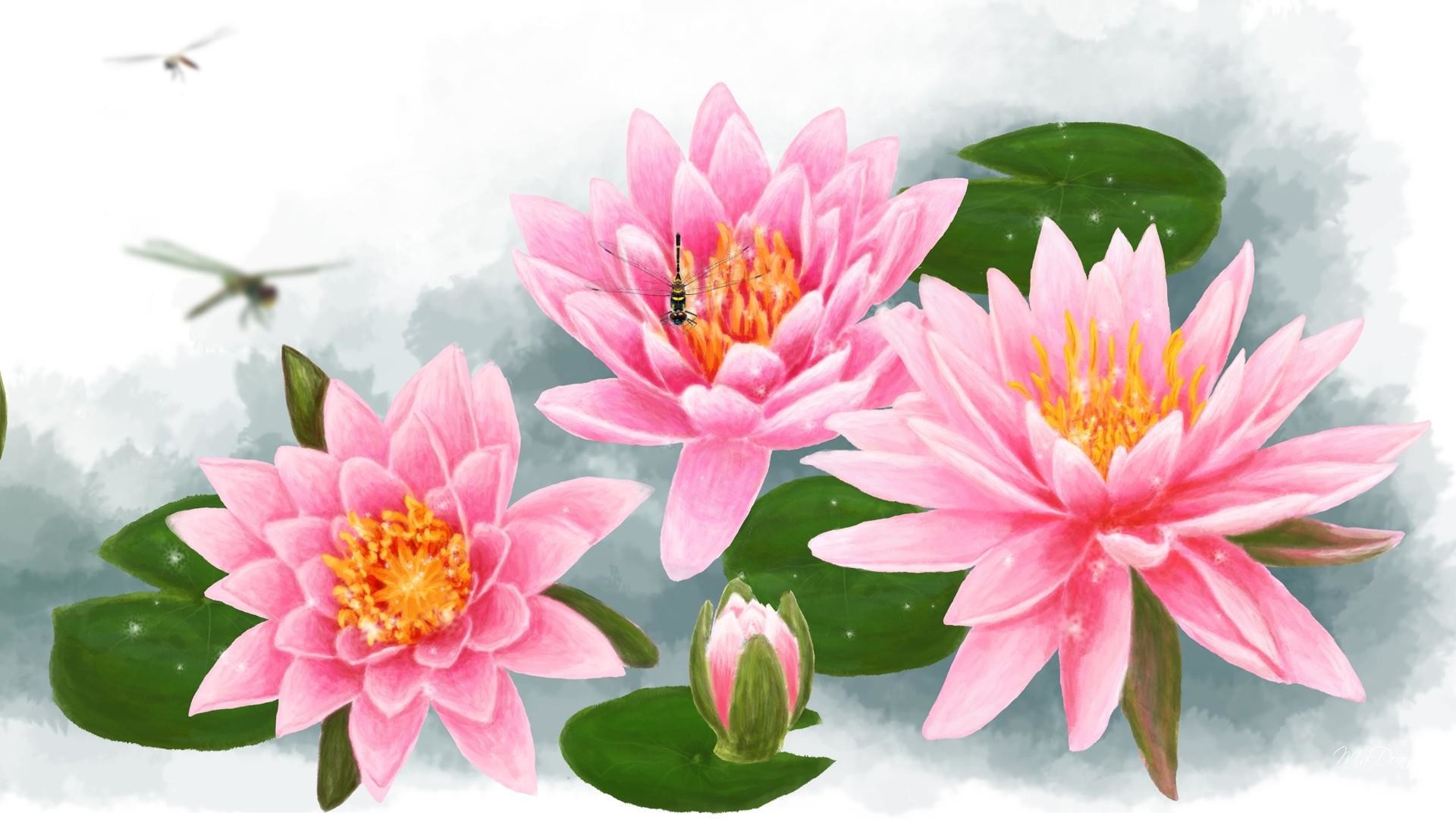 1920x1080 Water Lily Wallpapers Wallpaper | Wallpapers 4k | Pinterest | Water lilies  and Wallpaper
